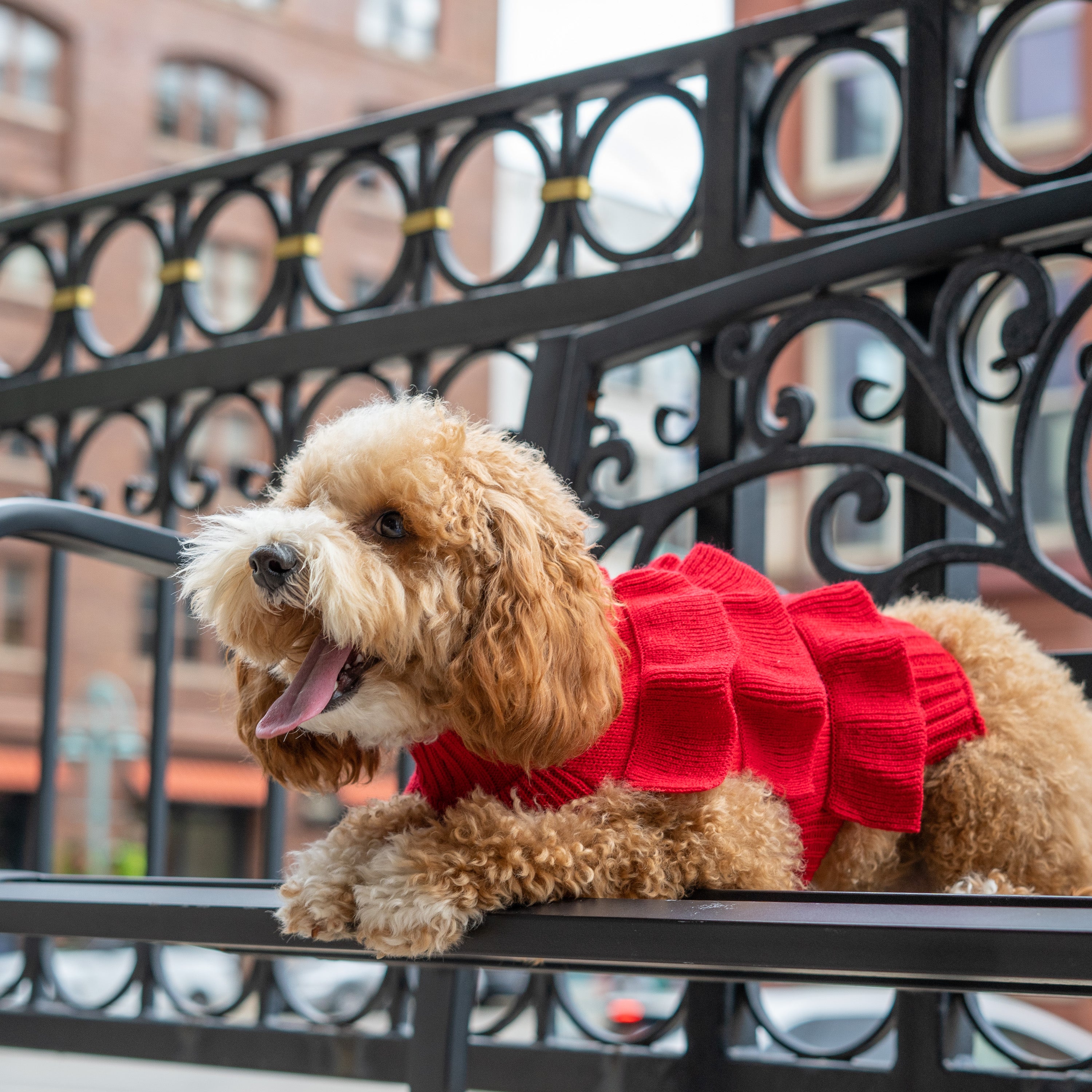 Christian Siriano， Dog Clothes Ruffle Dog or Cat Sweater， Red， XS