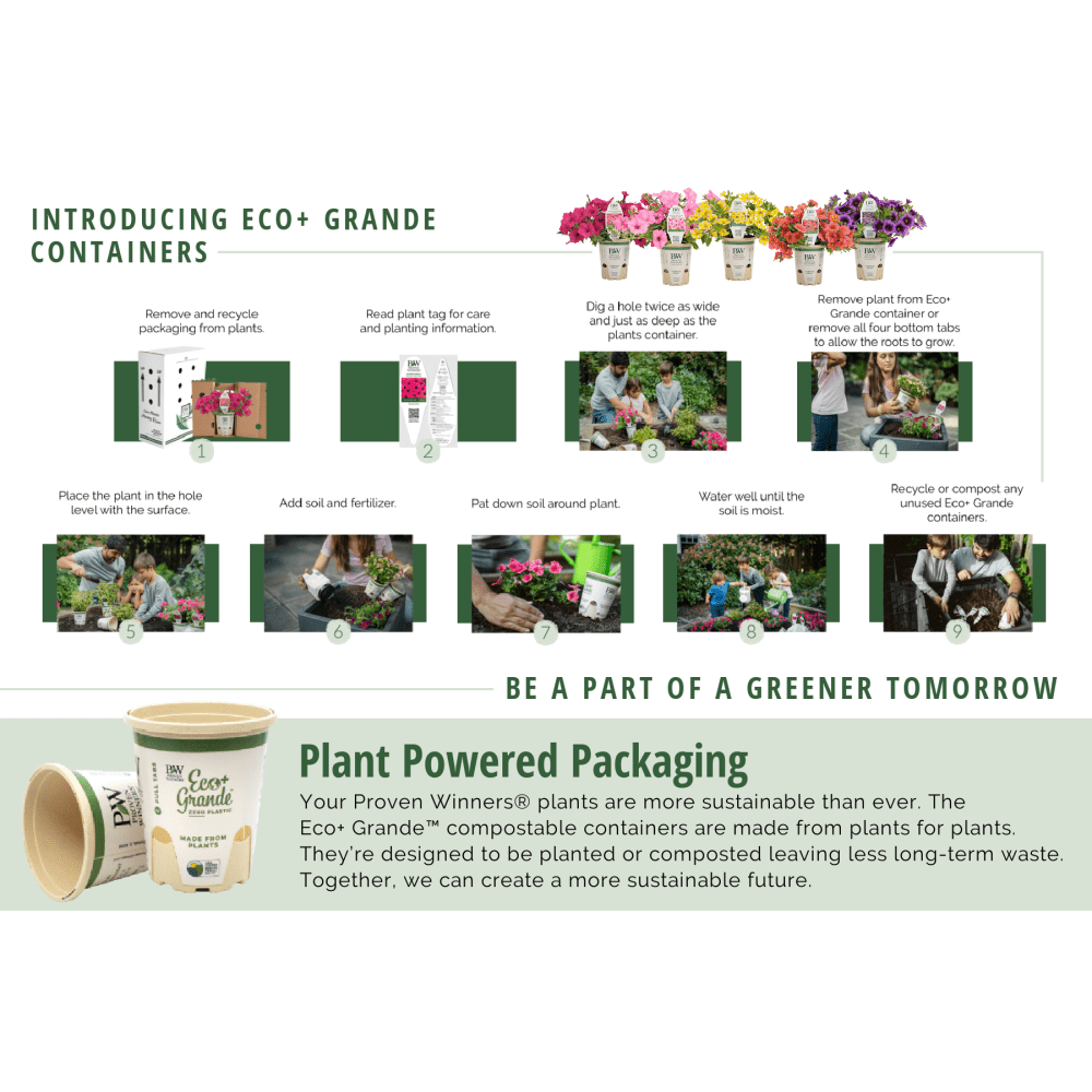 4.25 in. Eco+Grande， Snowstorm Blue Bacopa (Sutera) Live Plant， Lavender-Blue Flowers (4-Pack)