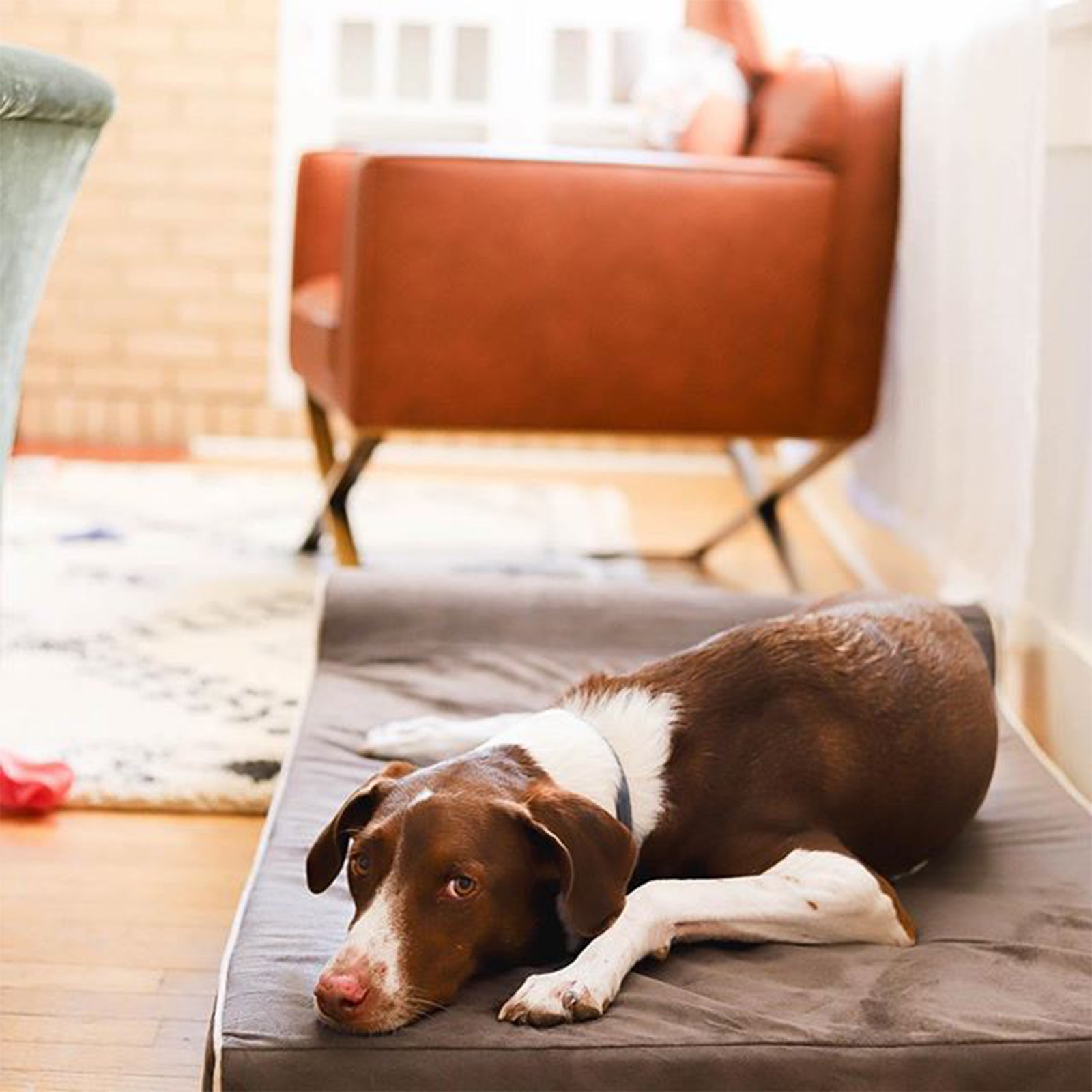 Laifug Orthopedic Memory Foam Extra Large Dog Bed with Pillow and Durable Water Proof Liner and Removable Washable Cover