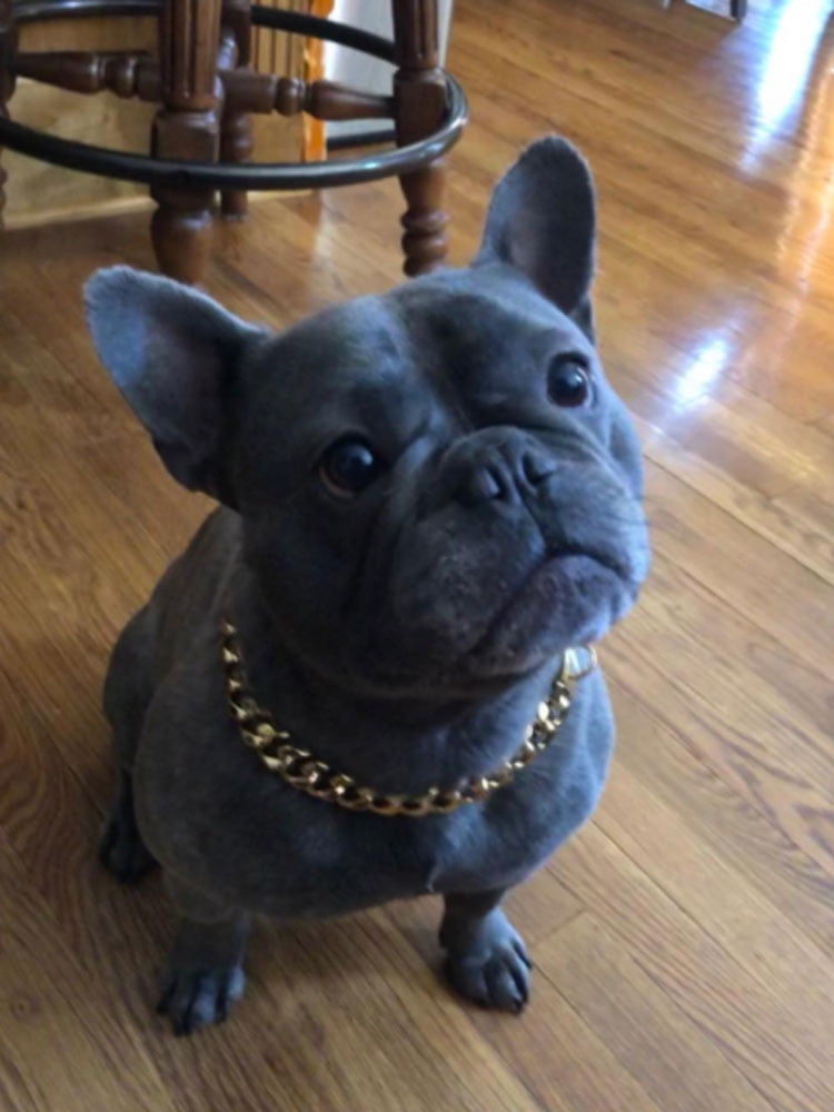 W/W Lifetime Gold Collar Cuban Chain for Small Medium Large American Pitbull French Bulldog Dogs