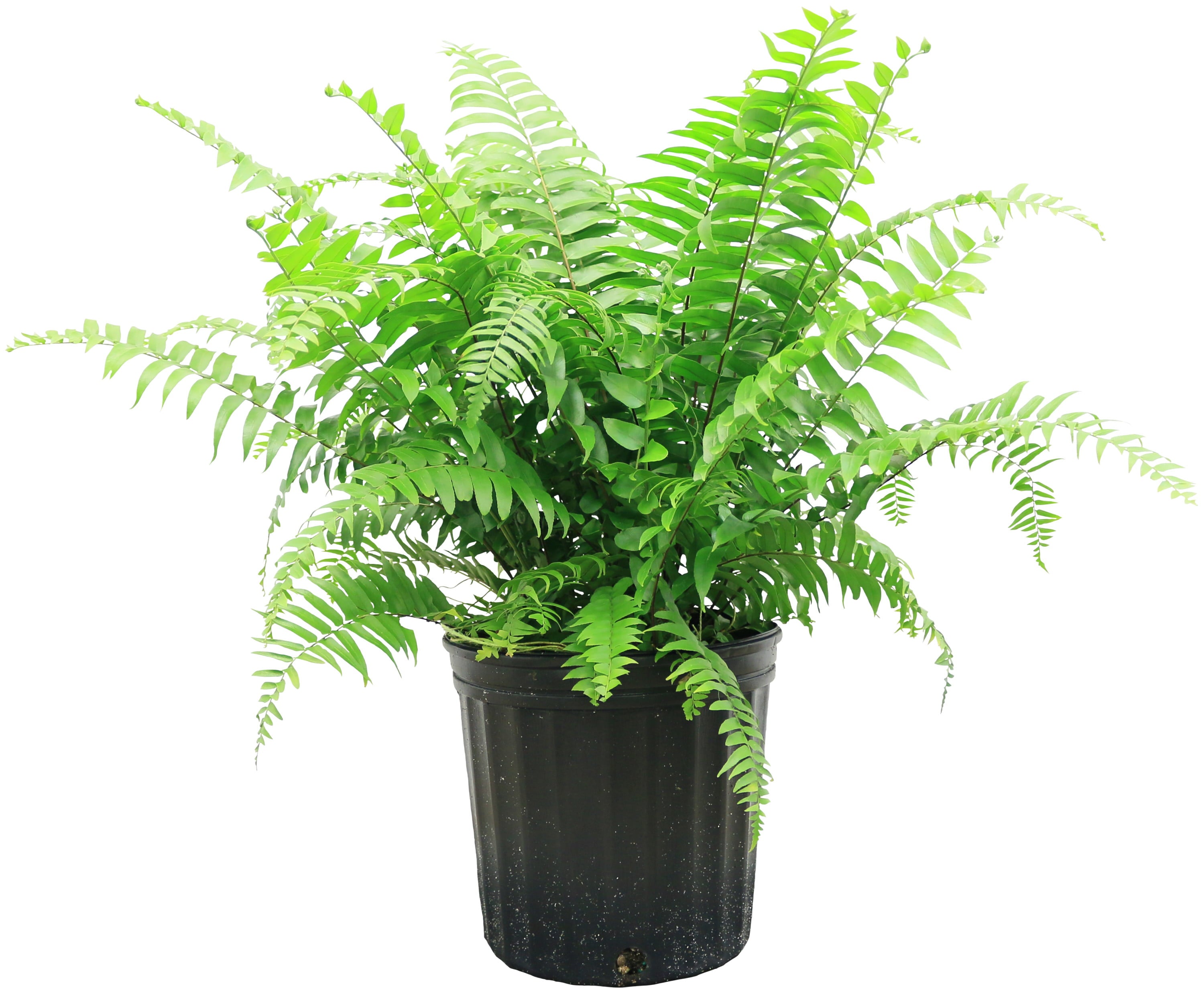 Costa Farms Expert Gardener Live Indoor 24in. Tall Green Macho Fern; Bright， Indirect Sunlight Plant in 10in. Grower Pot