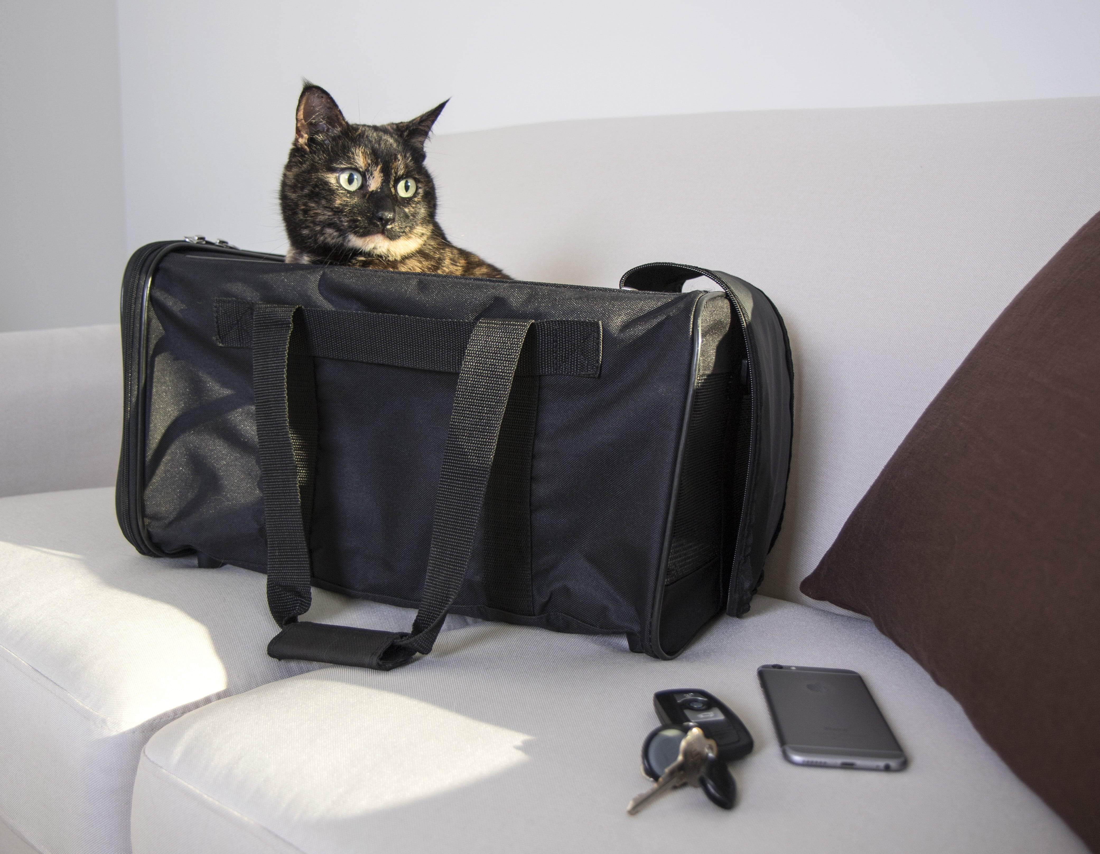 TrustyPup Easy Explorer Travel Pet Carrier， Airline Approved and Guaranteed On Board， Black， Medium