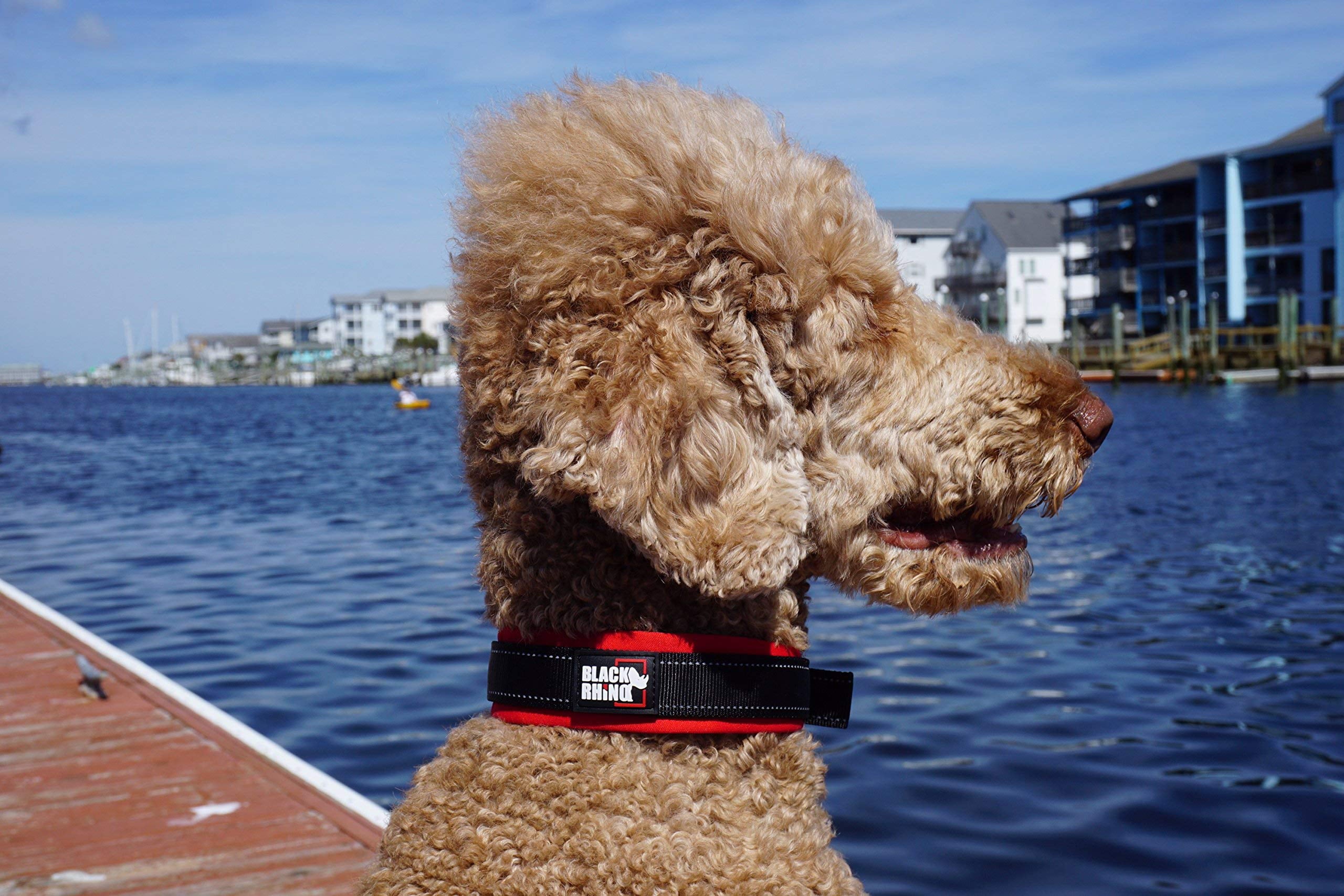 BLACK RHINO Comfort Dog Collar Ultra Soft Neoprene (Small， Red/Black)