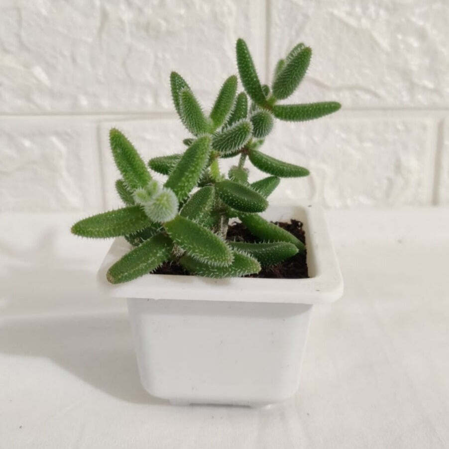 Delosperma Pruinosum Succulent Plant