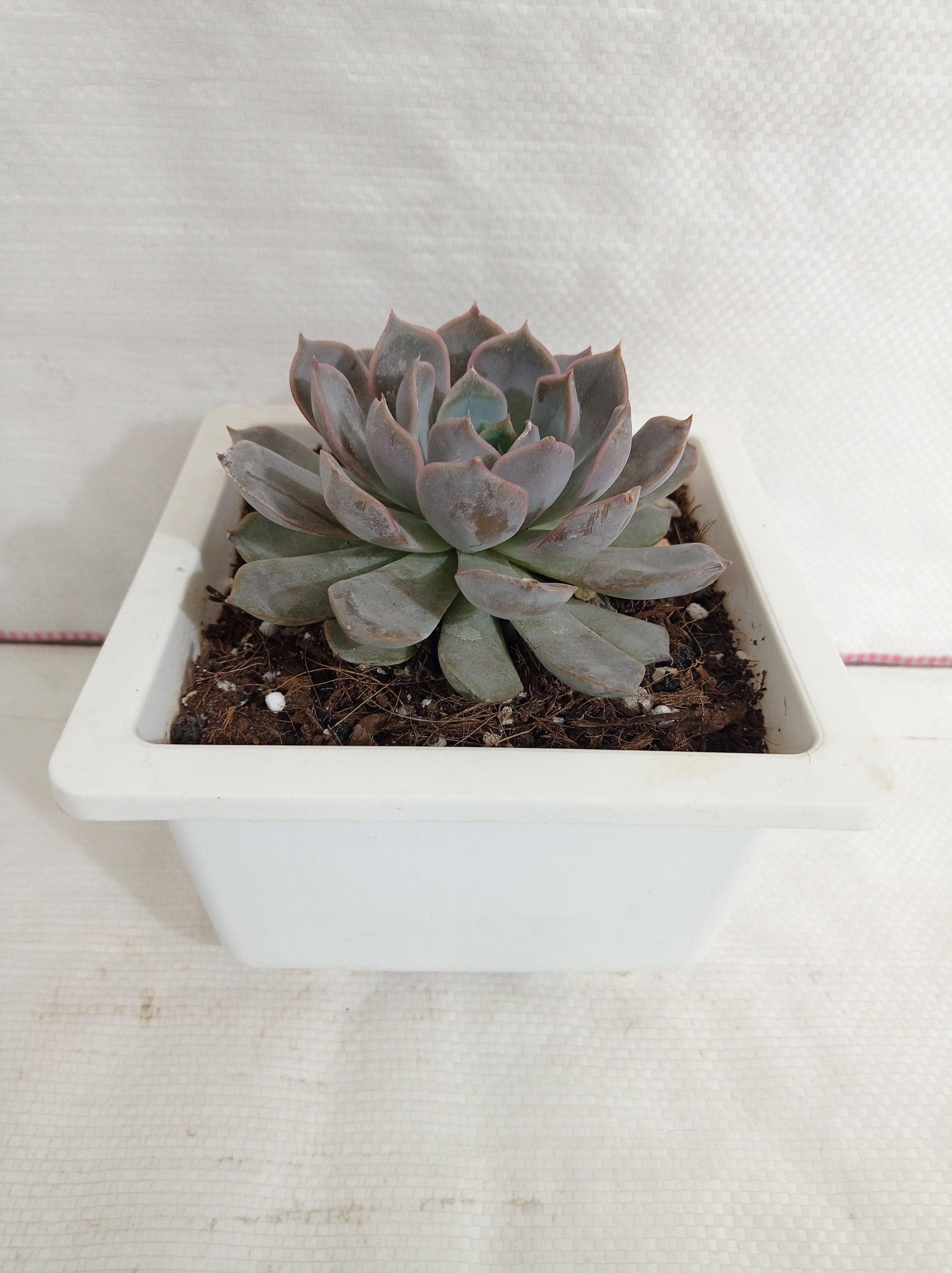 Pachyveria Scheideckeri Big Succulent Plant