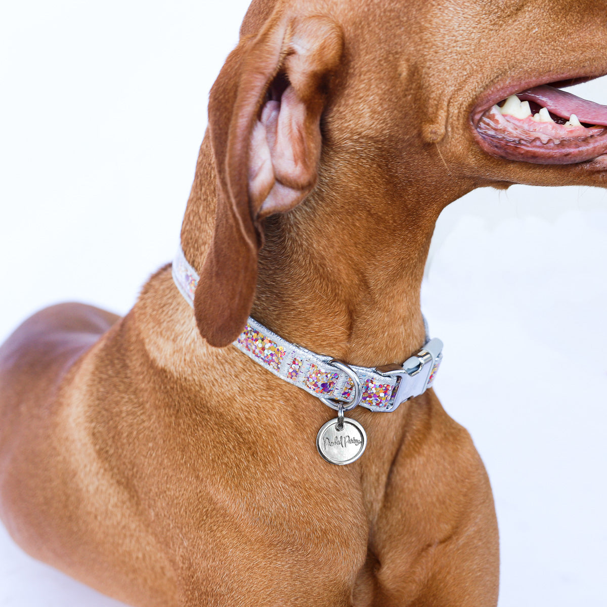 Packed Party Confetti Fashion Dog Collar， M