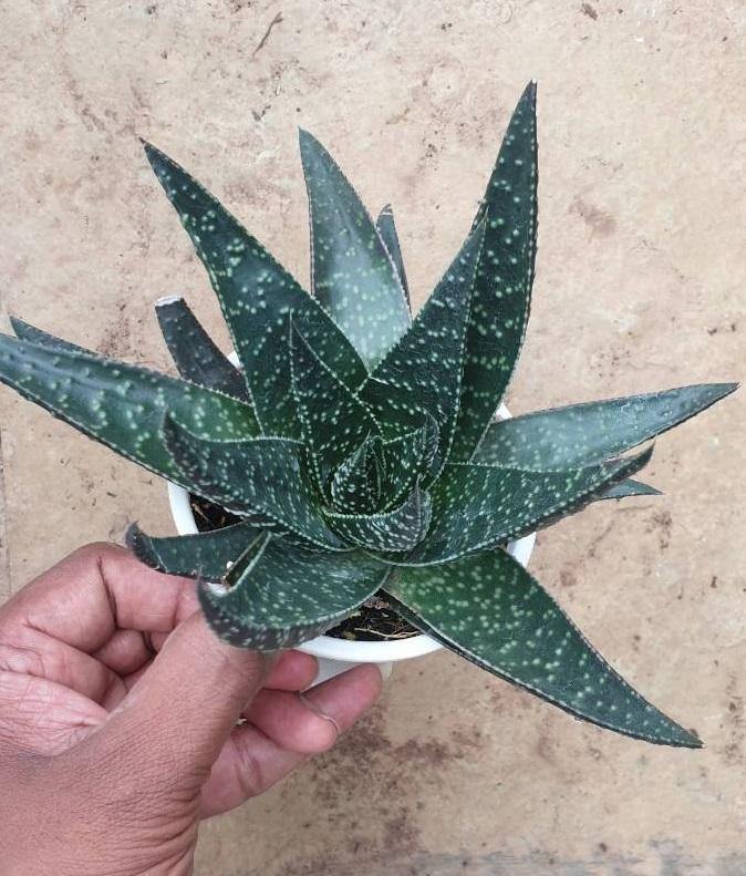 Aloe Flow Big Succulent Plant