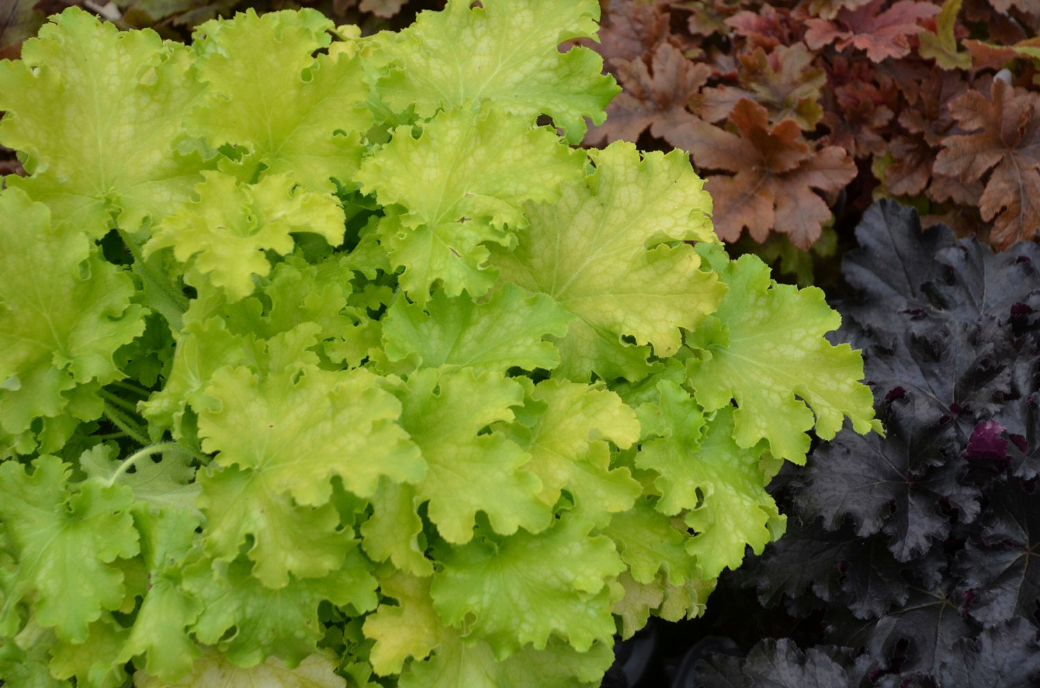 4.5 in. Qt. Dolce Apple Twist Coral Bells (Heuchera) Live Plant， White Flowers and Yellow to Green Foliage