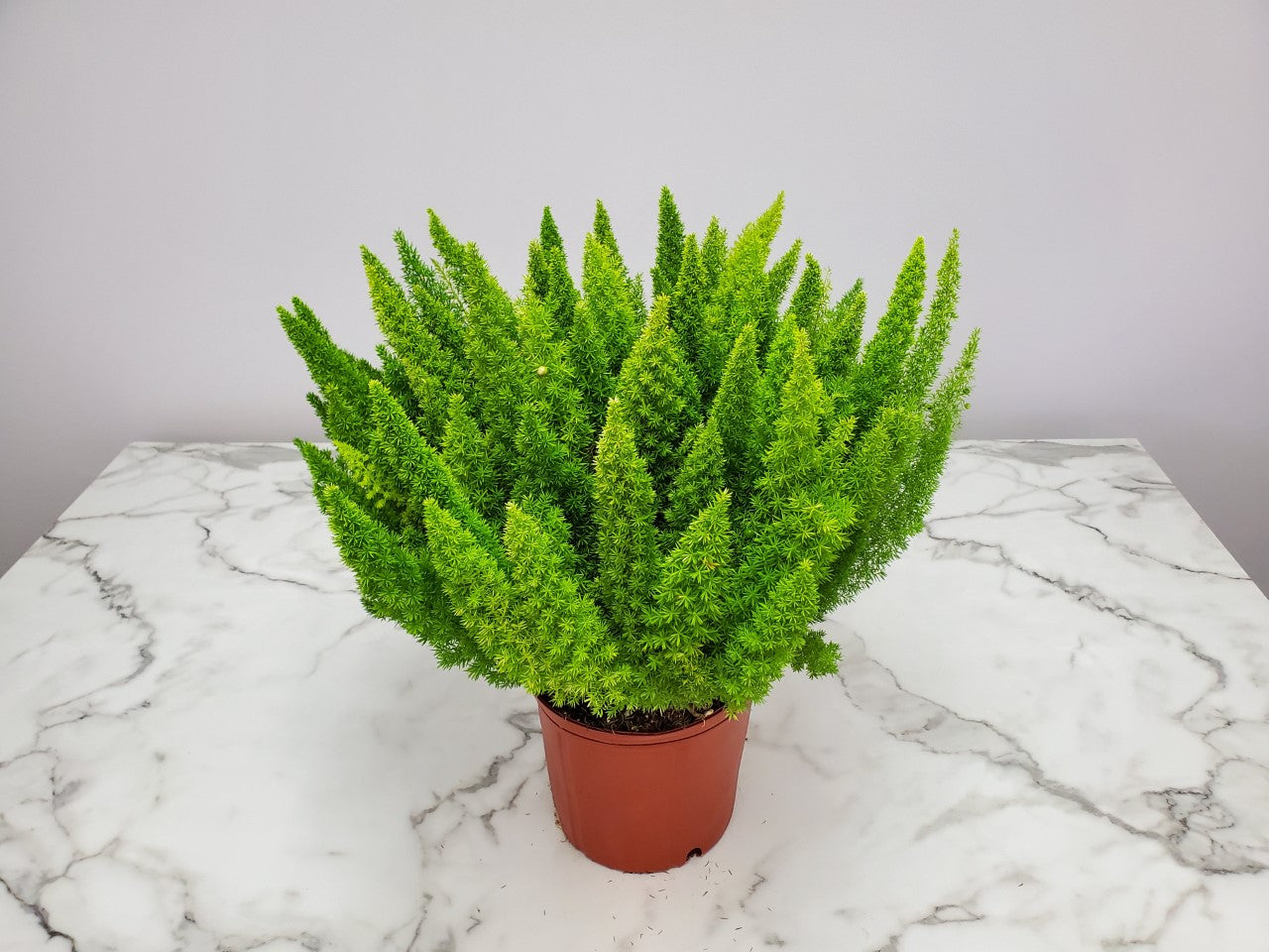 Tropical Plants of Florida 20