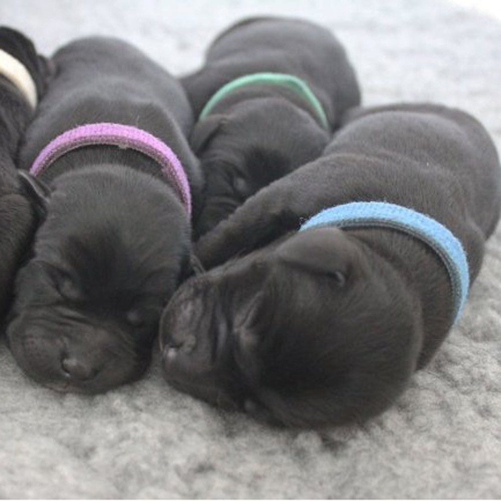 〖Hellobye〗12Pcs Newborn Adjustable Puppy ID Collar Reusable Breeders