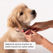 Whistle Large Twist and Go Dog Tracking Collar Compatible With Whistle GO Explore Dog GPS Tracker Device， High-Vis Magenta