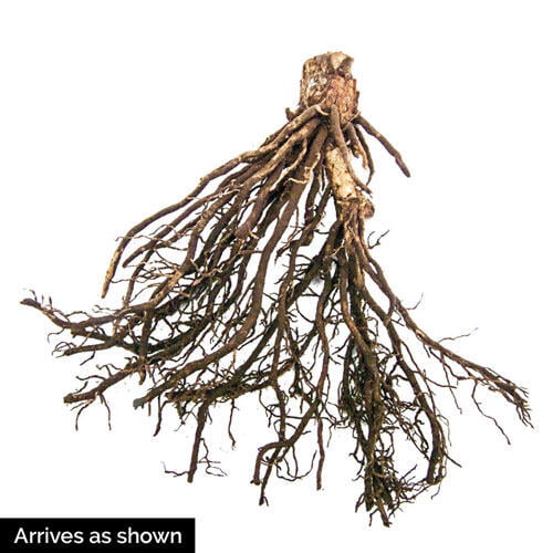 Canadian Blue Hosta Dormant Bare Root Starter Perennial Plant (1-Pack)