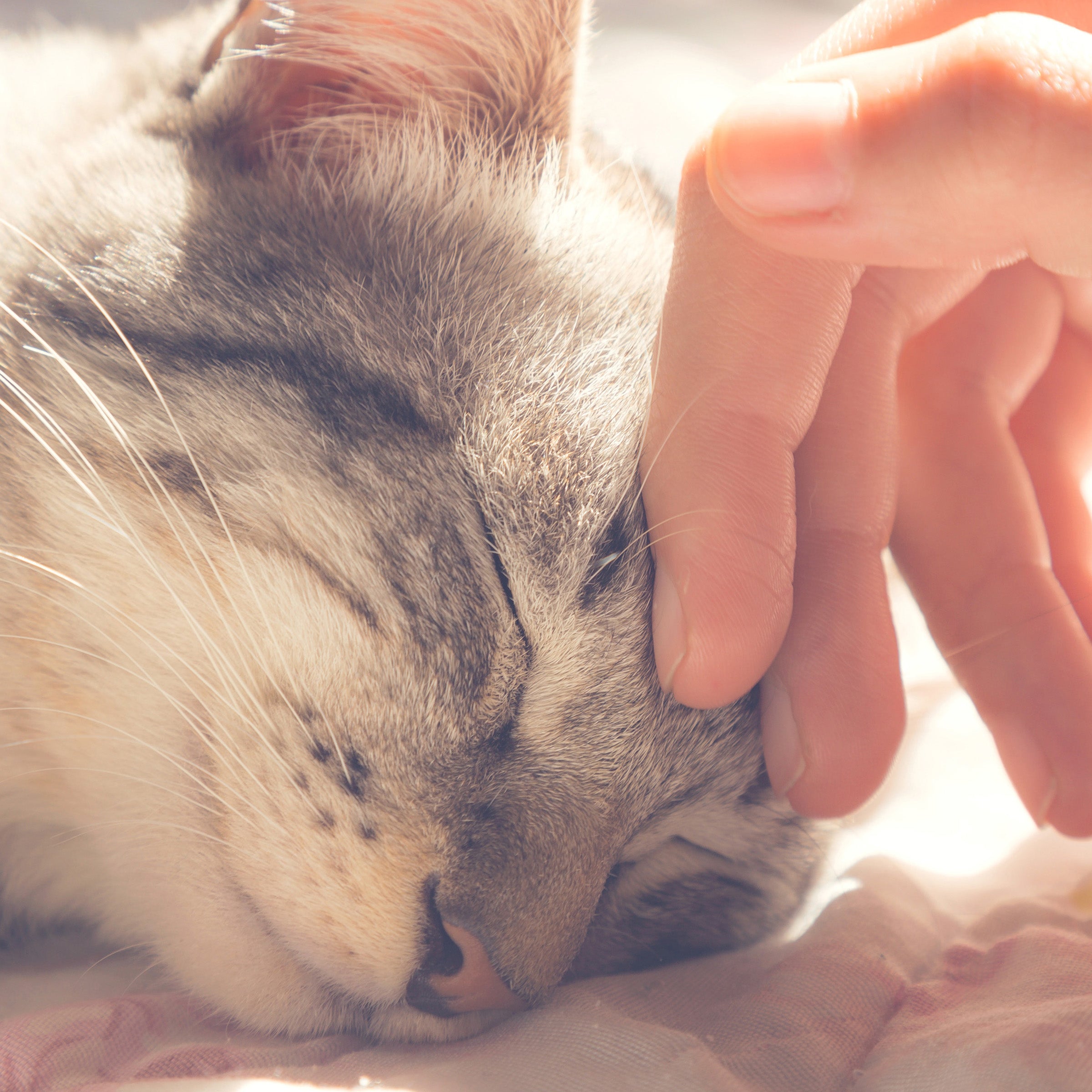 PAW Cozy Kitty Tent Igloo Plush Enclosed Cat Bed