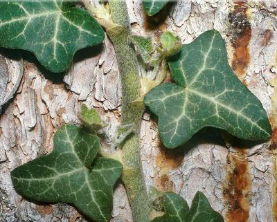 Classy Groundcovers - Hedera helix 'Baltica'  {50 Bare Root Plants}