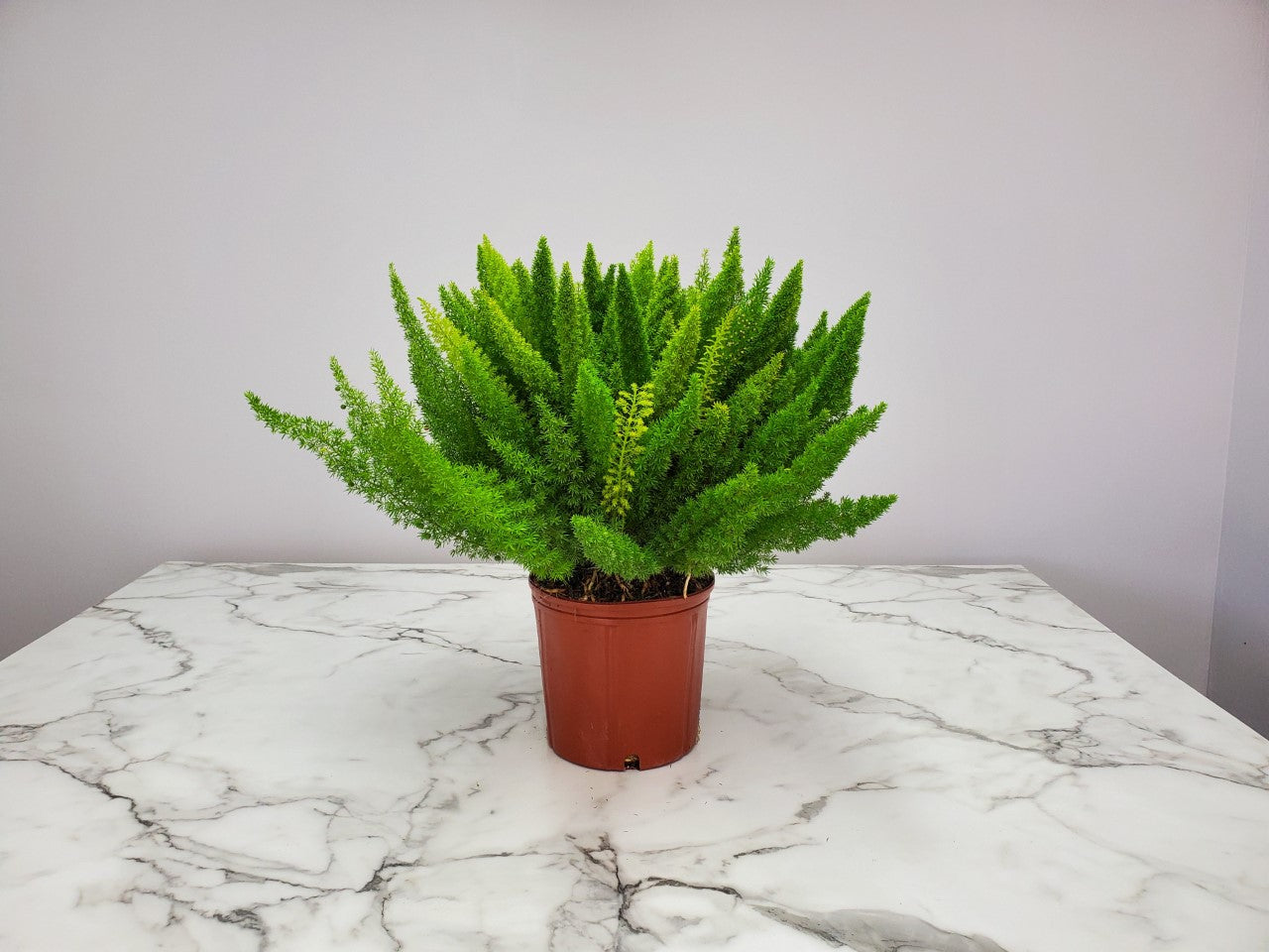 Tropical Plants of Florida 20