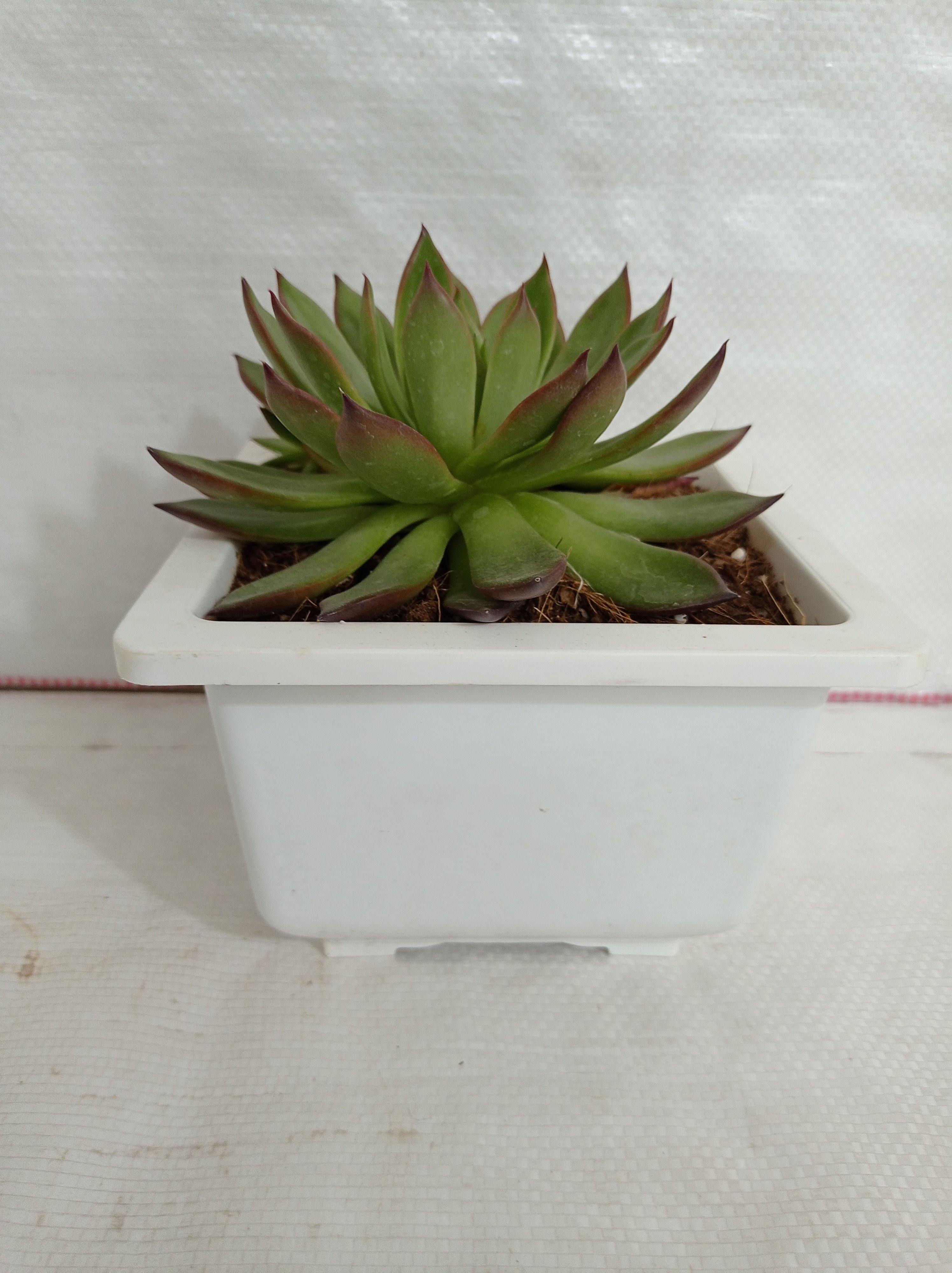 Echeveria 'Benimusume' Big Succulent Plant