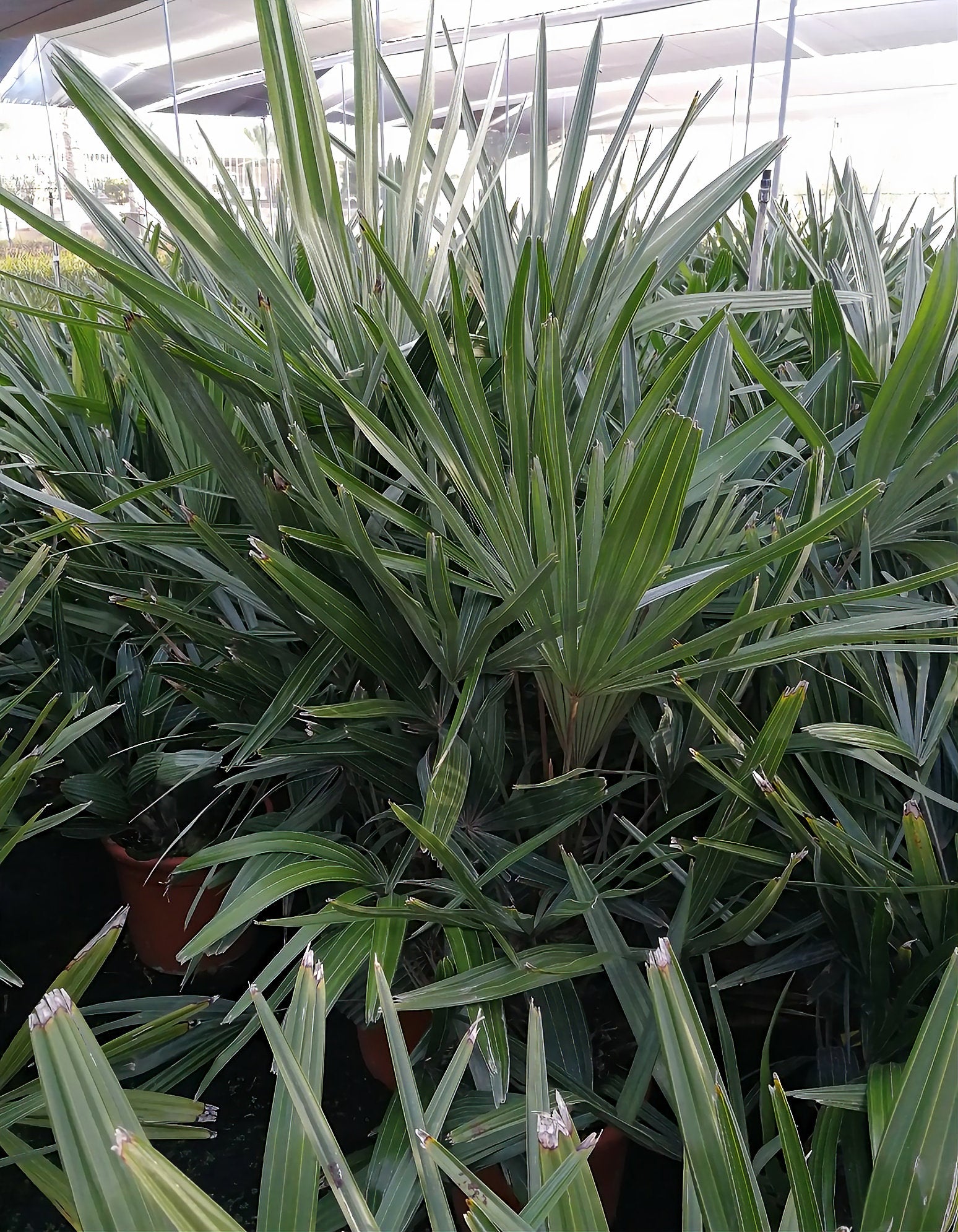 Needle Palm - Live Plant in a 10 inch Growers Pot - Rhapidophyllum Hystrix - Rare Ornamental Palms from Florida
