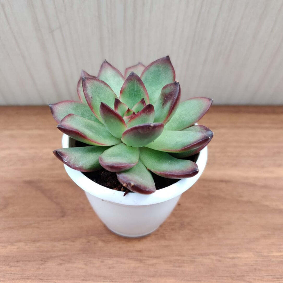 Echeveria 'Benimusume' Small Succulent Plant