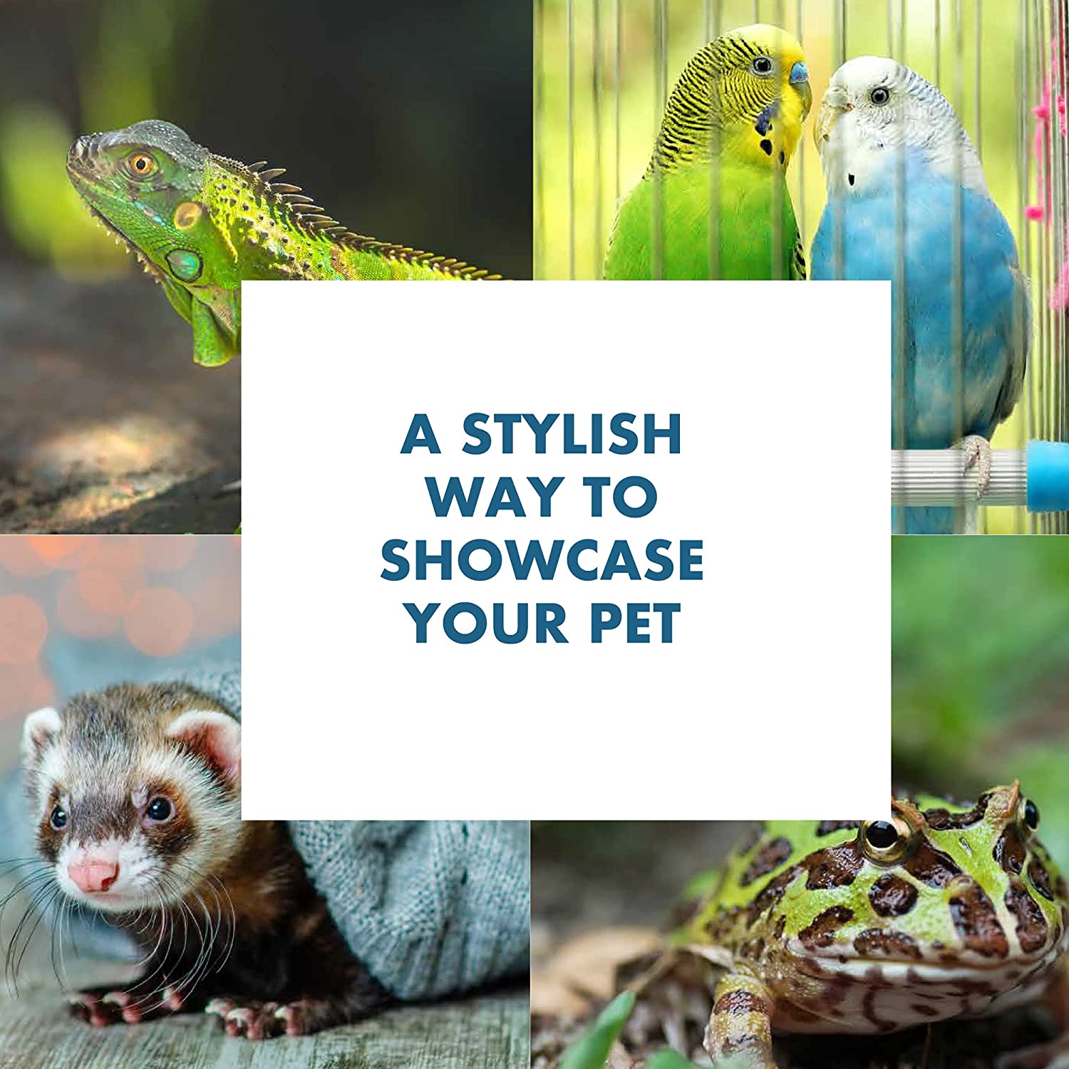 Titaneze 30 Gallon Tank Stand