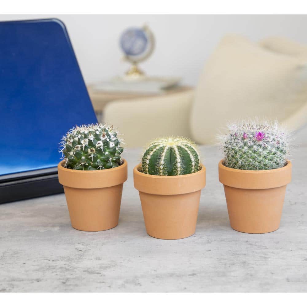 ALTMAN PLANTS 2.5 in. Assorted Cactus 3-Pack in Terra Cotta Clay Pot 0872533