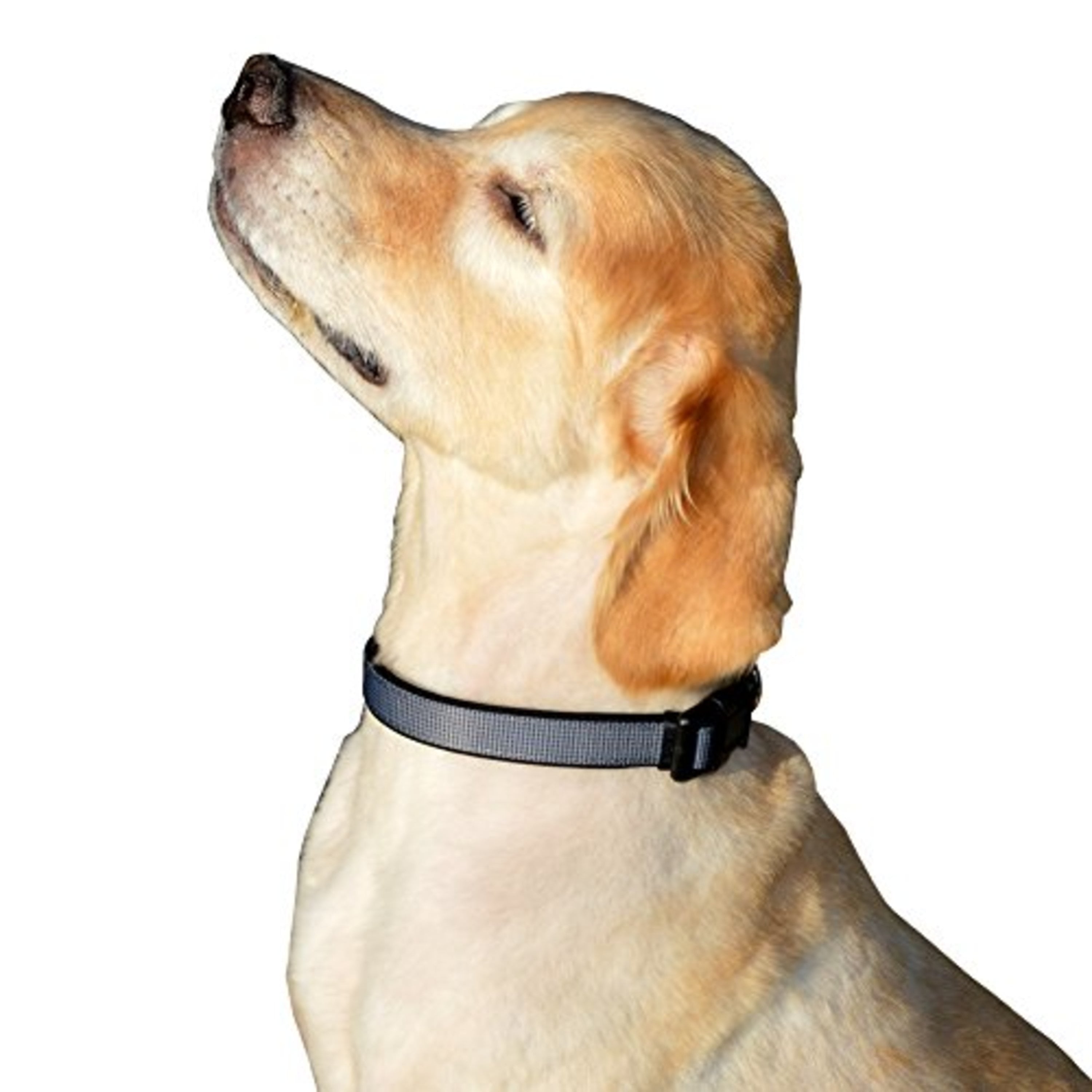 Peak Pooch Dog Collars for Large Dogs Designer Dog Collar Pink， L