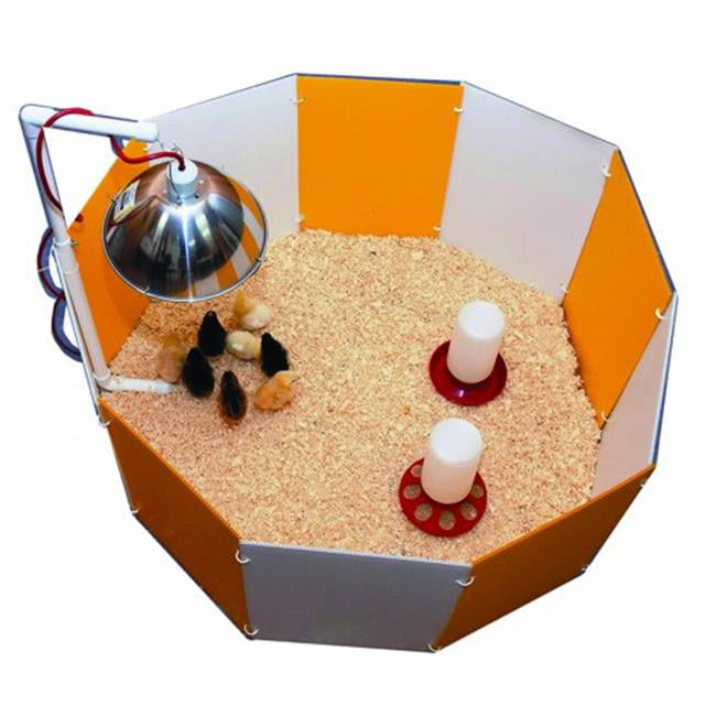 Baby Chick Starter Home Orange and White 3700