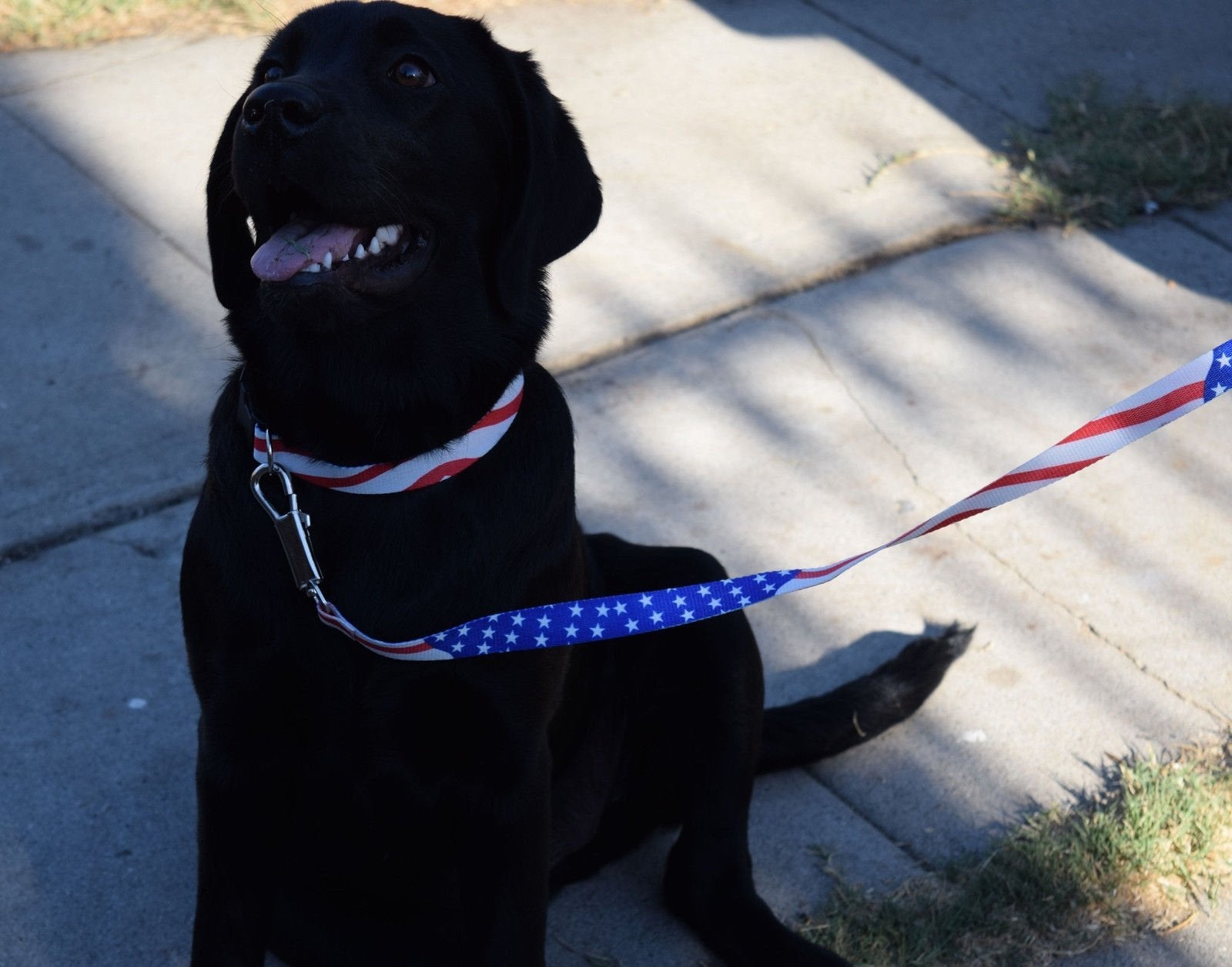 USA Patriotic American Military Memorial Labor Day Dog Collar and Leash Set