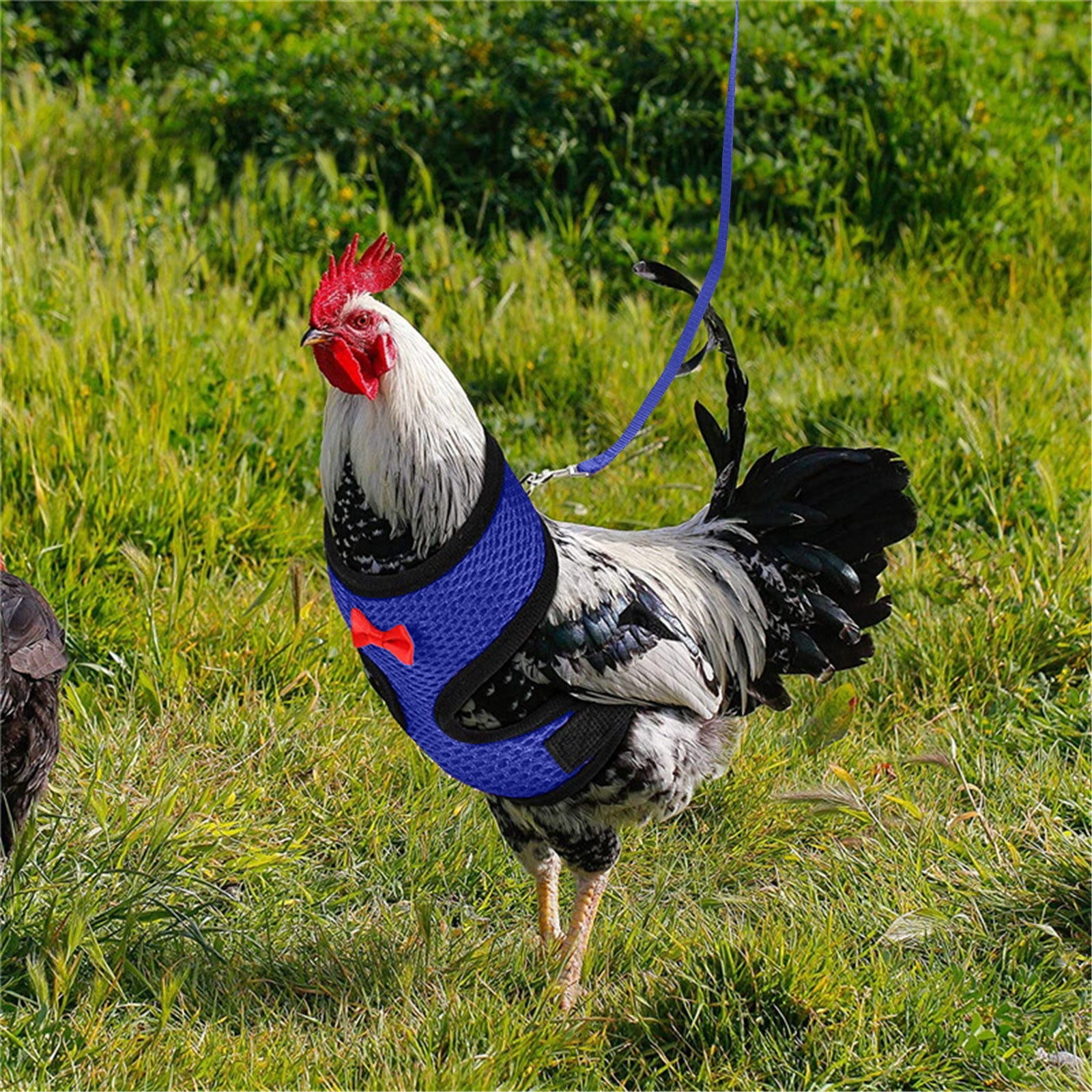 Chicken Mesh Soft Harness Vest With Leash Pets Adjustable Rope Matching Belt Hen Vest Farm Animals Hens Chicken Coop Accessories