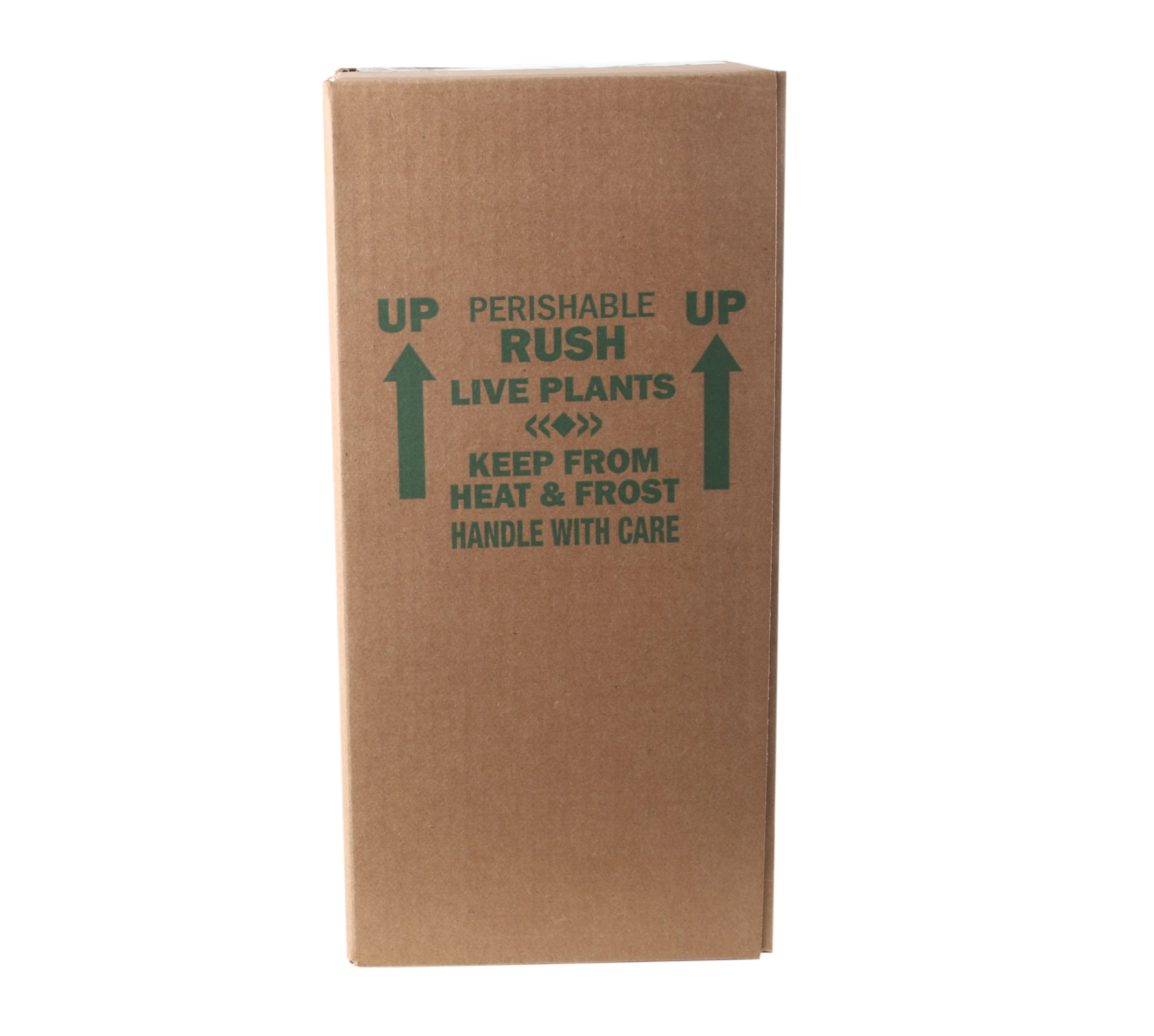 Trending Tropicals Live Indoor 12in. Tall Multi-color Begonia; Bright， Indirect Sunlight Plant in 6in. Mid-Century Modern Planter