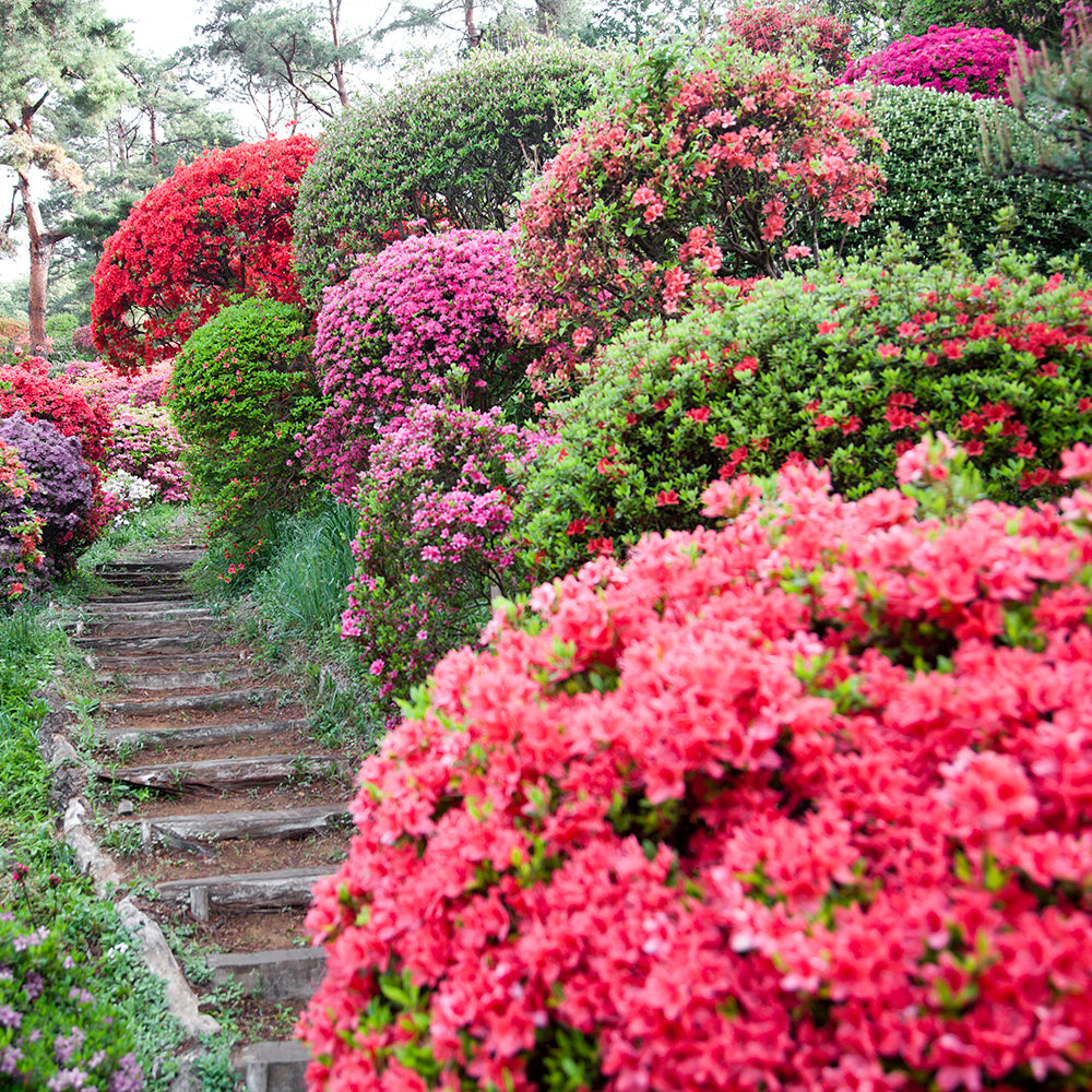 Girard Rose Azalea Broadleaf Evergreen Flowering Shrub， grown in a 2.25 Gallon Pot (1-Pack)