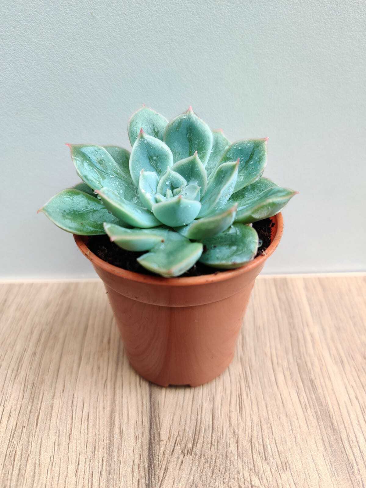 Echeveria Elegans Small Succulent Plant
