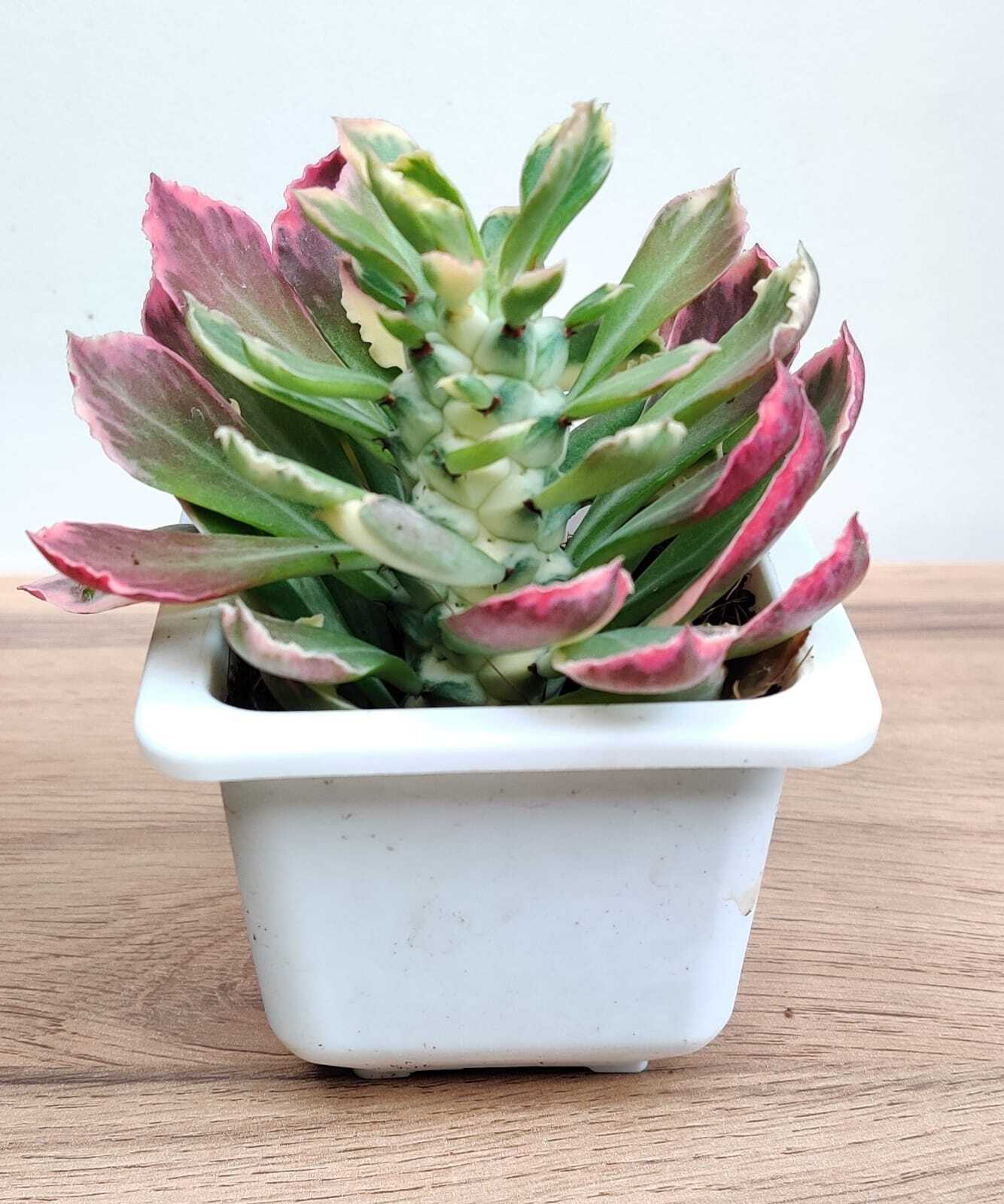 Euphorbia Succulent F Variegata Plant