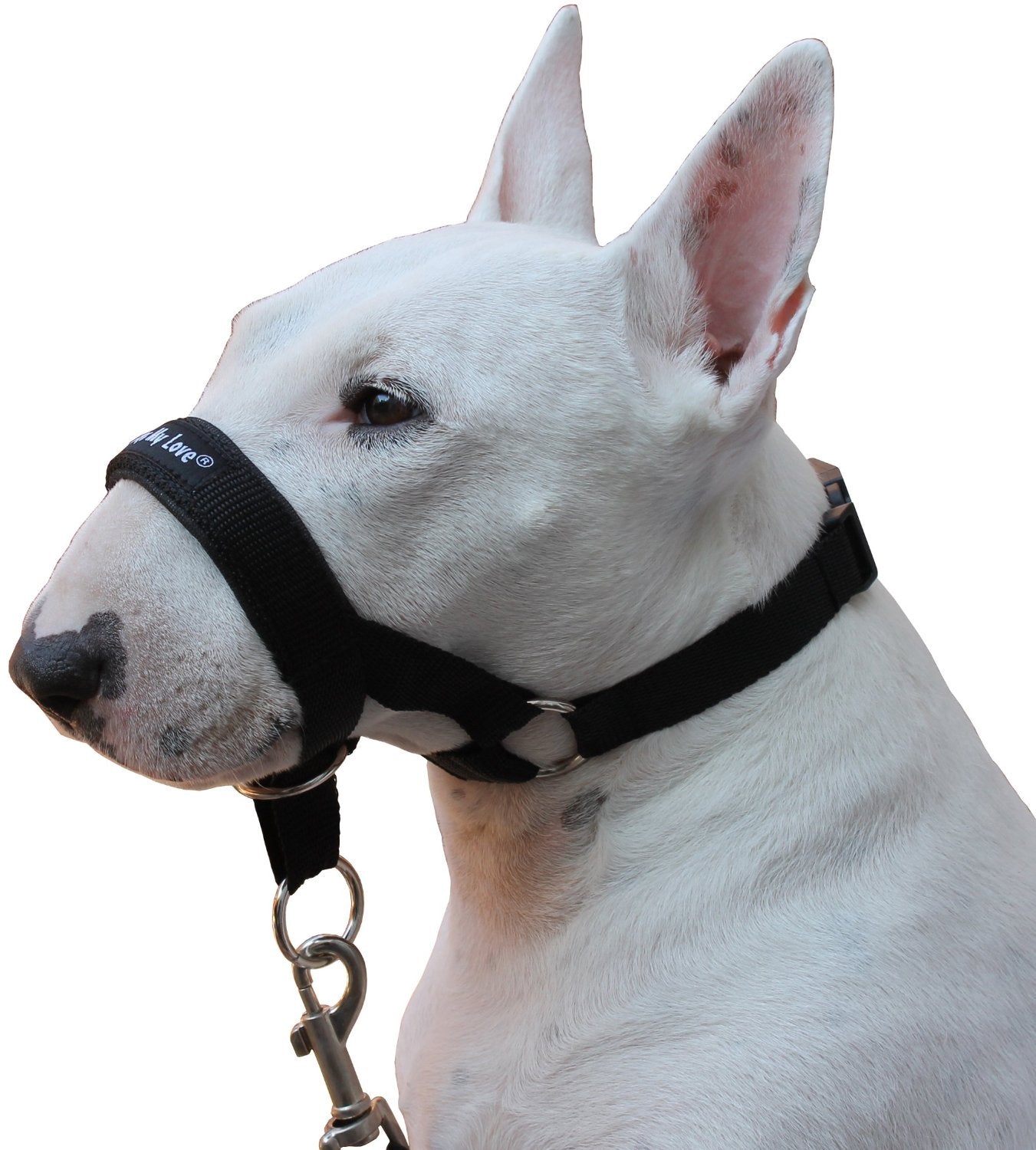 Dog Head Collar Halter Black 6 Sizes (L: 10.25