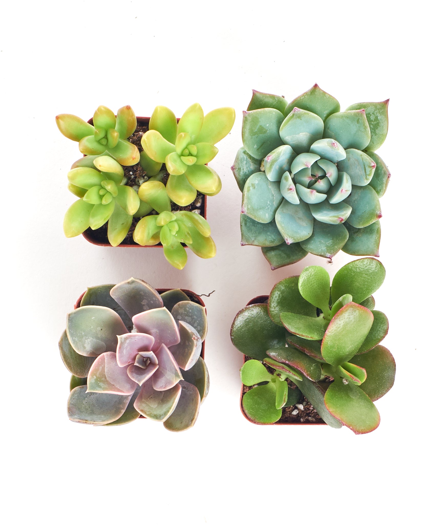 2 Inch Unique Succulent Collection (4 Pack)