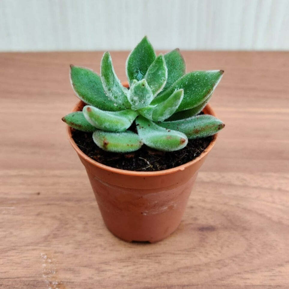 Echeveria Pulvinata 'Ruby' (Chenille Plant)  Small Succulent Plant