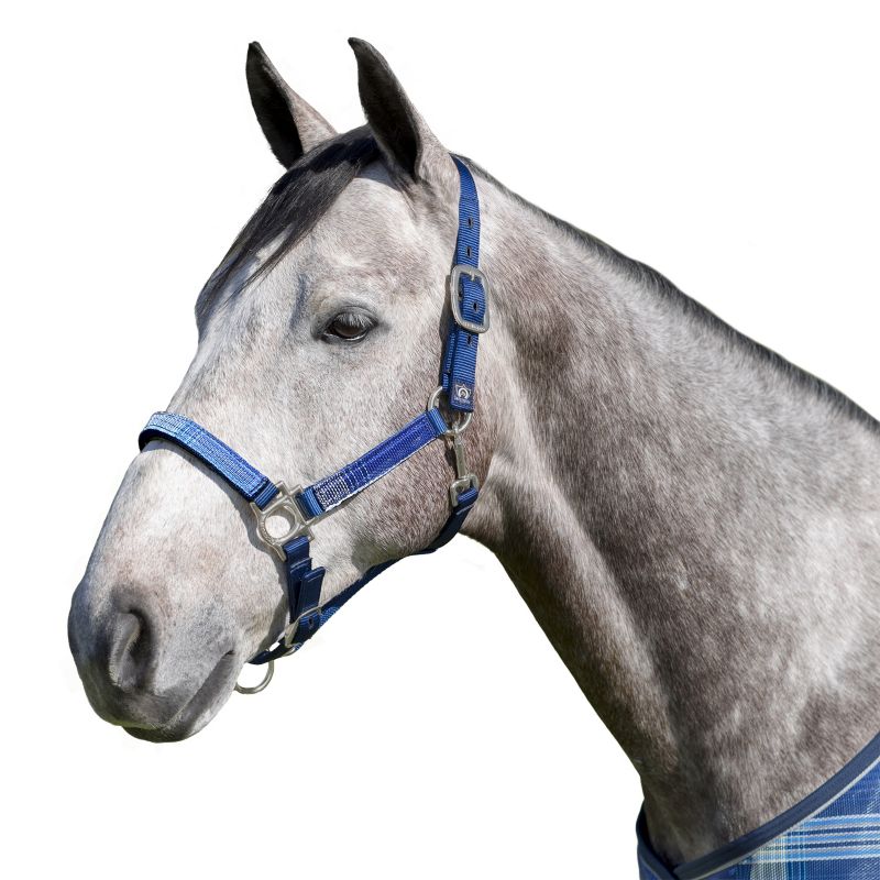 Kensington Halter NB Medium Kentucky Blue