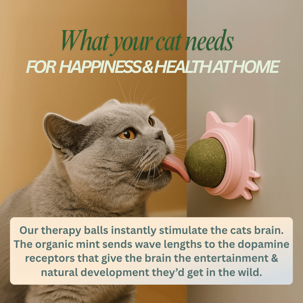 Catnip Therapy Ball | Wall-Mounted Cat Toy – Stress Relief & Play