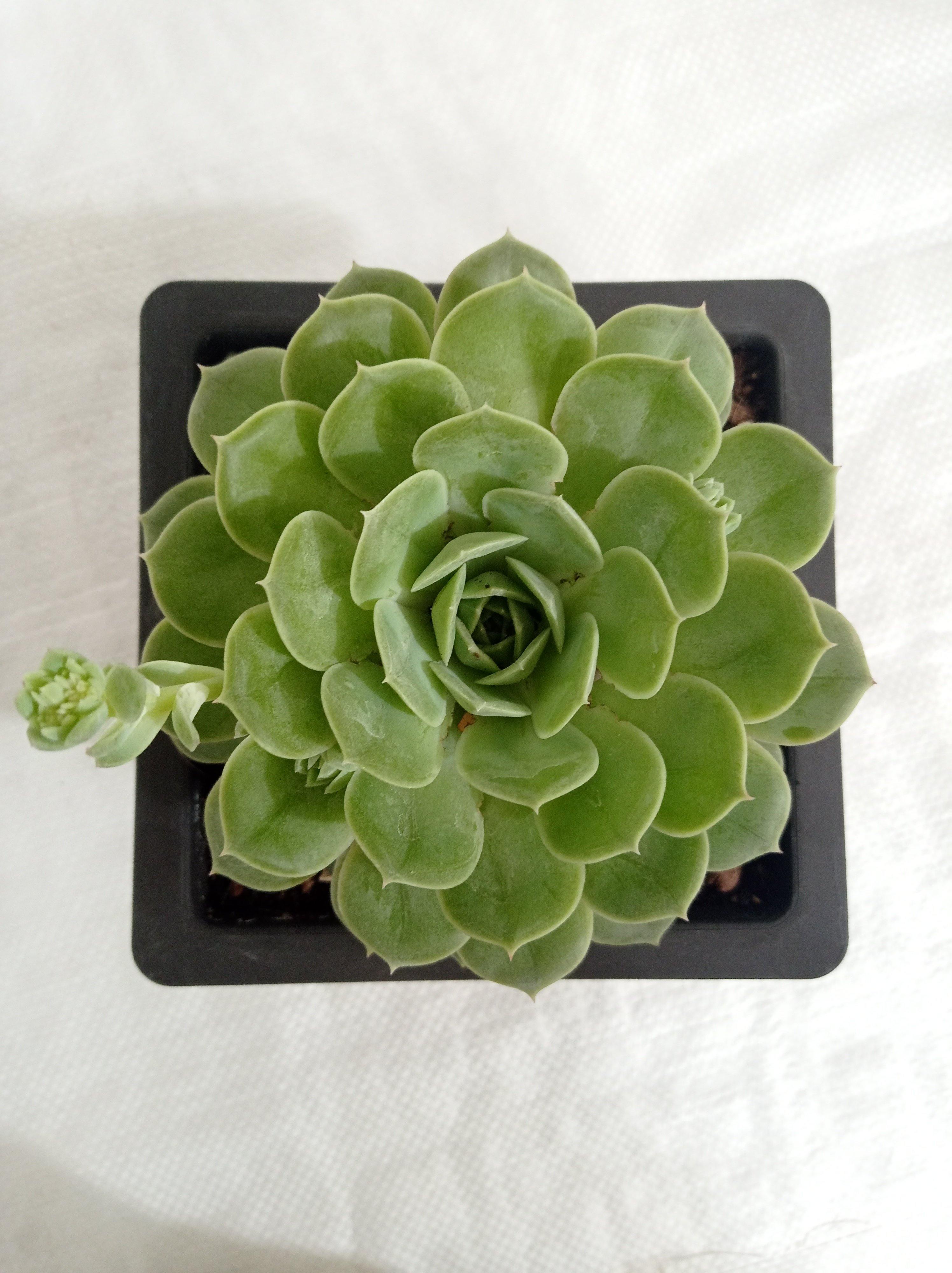 Echeveria Green Abalone Big Succulent Plant