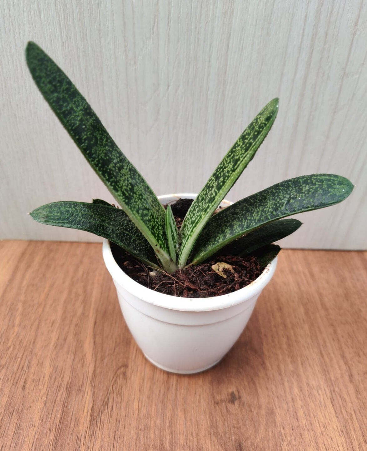 Gasteria Little Warty Succulent Plant