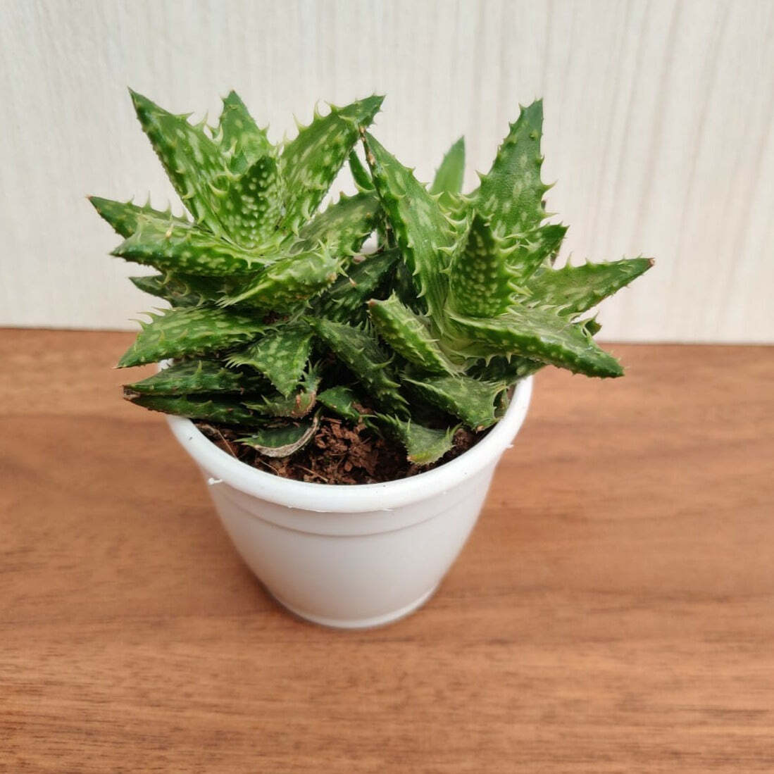 Aloe Juvenna (Tiger Tooth Aloe) Succulent Plant