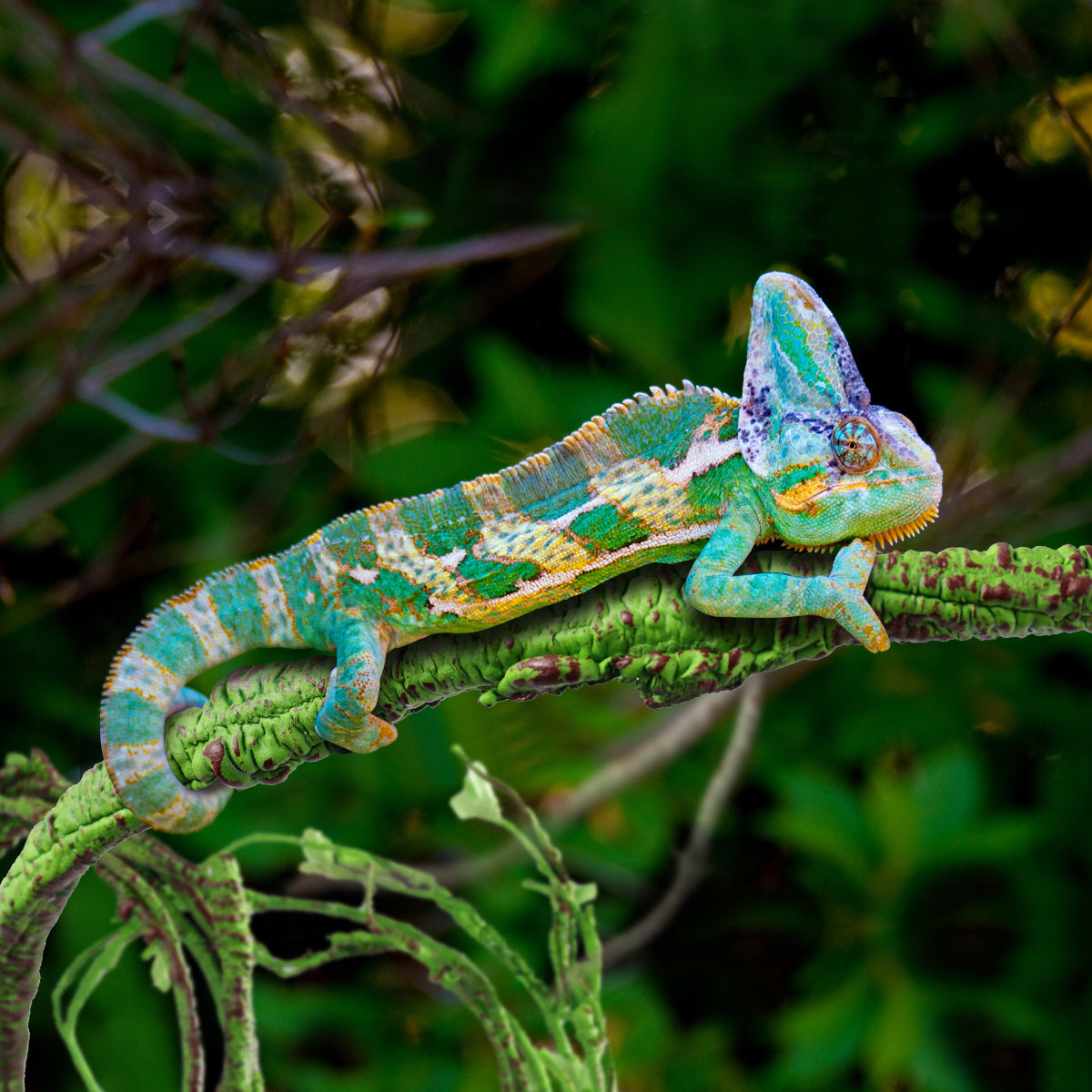 Homemaxs Balacoo Landscape Simulation Plant Rattan Pet Box Landscape Rattan Reptile Box Rattan Vine (Size 3)