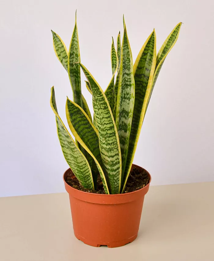 House Plant Shop Snake Laurentii Live Plant， 6