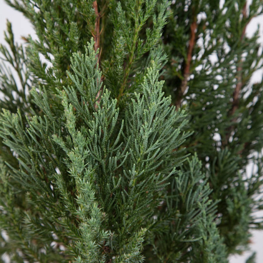 Blue Point Juniper (2.5 Quart) Evergreen Tree with Blue-Green Foliage - Full Sun Live Outdoor Plant
