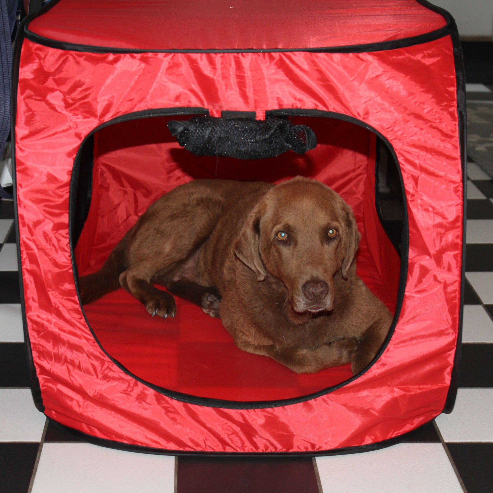 Portable Pop Up Dog Crate- X Large