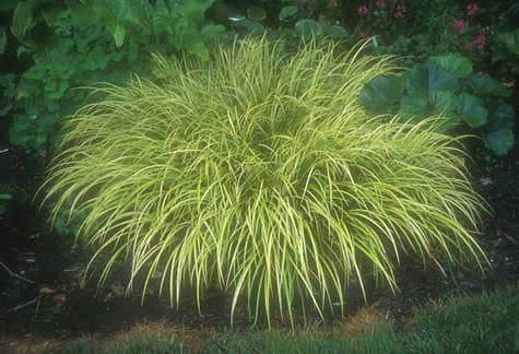 Classy Groundcovers - Acorus gramineus 'Ogon' Acorus gramineus 'Wogon' {25 Pots - 3 1/2 inch Square}