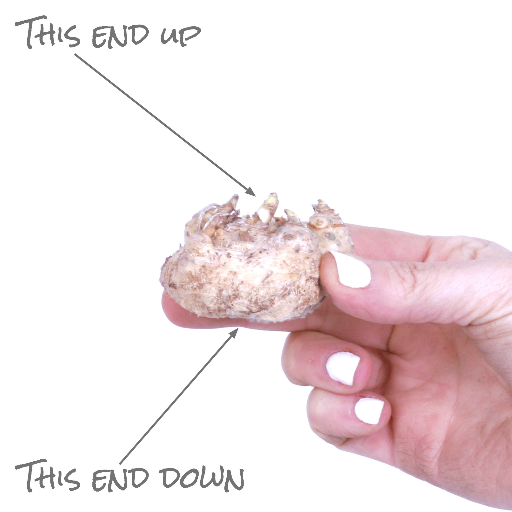 Van Zyverden Patio Black Star with Ivory Metal Planter， Soil and Growers Pot 1 Bulb Black Part Sun