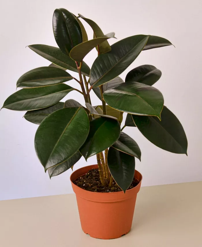 House Plant Shop Ficus Elastica 'Burgundy' Live Plant， 6