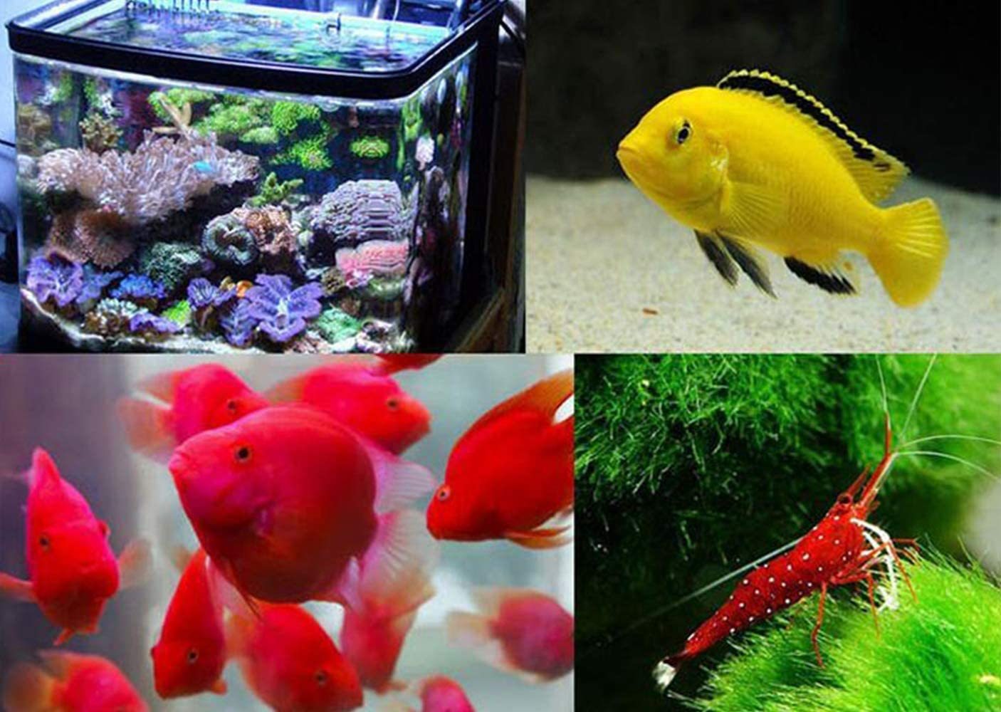 Zeiger Full Spectrum Tank Light 42 - 52 inch LED Aquarium Lighting Dimming Timing Control Hood Lamp for Freshwater Marine Plant Decorations Light 50 65 75 Gallon