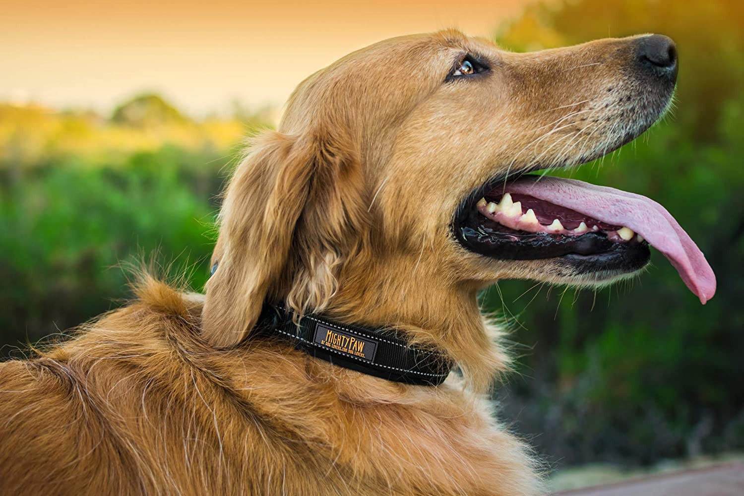 Mighty Paw Neoprene Padded Dog Collar， Sports Collar with Reflective Stitching， Extra Comfort for Active Dogs