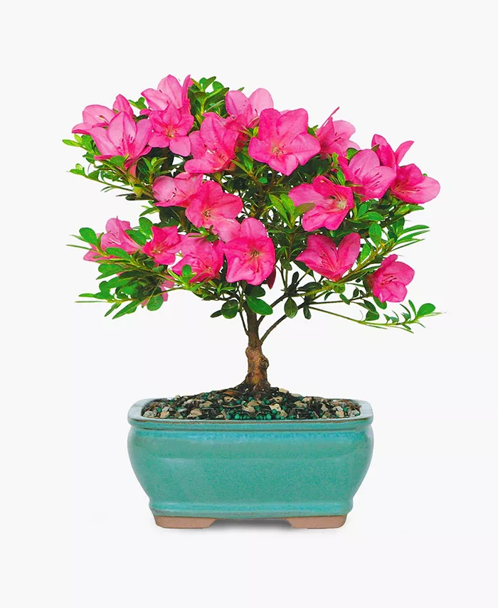 BloomsyBox Satsuki Azalea Bonsai Live Plant